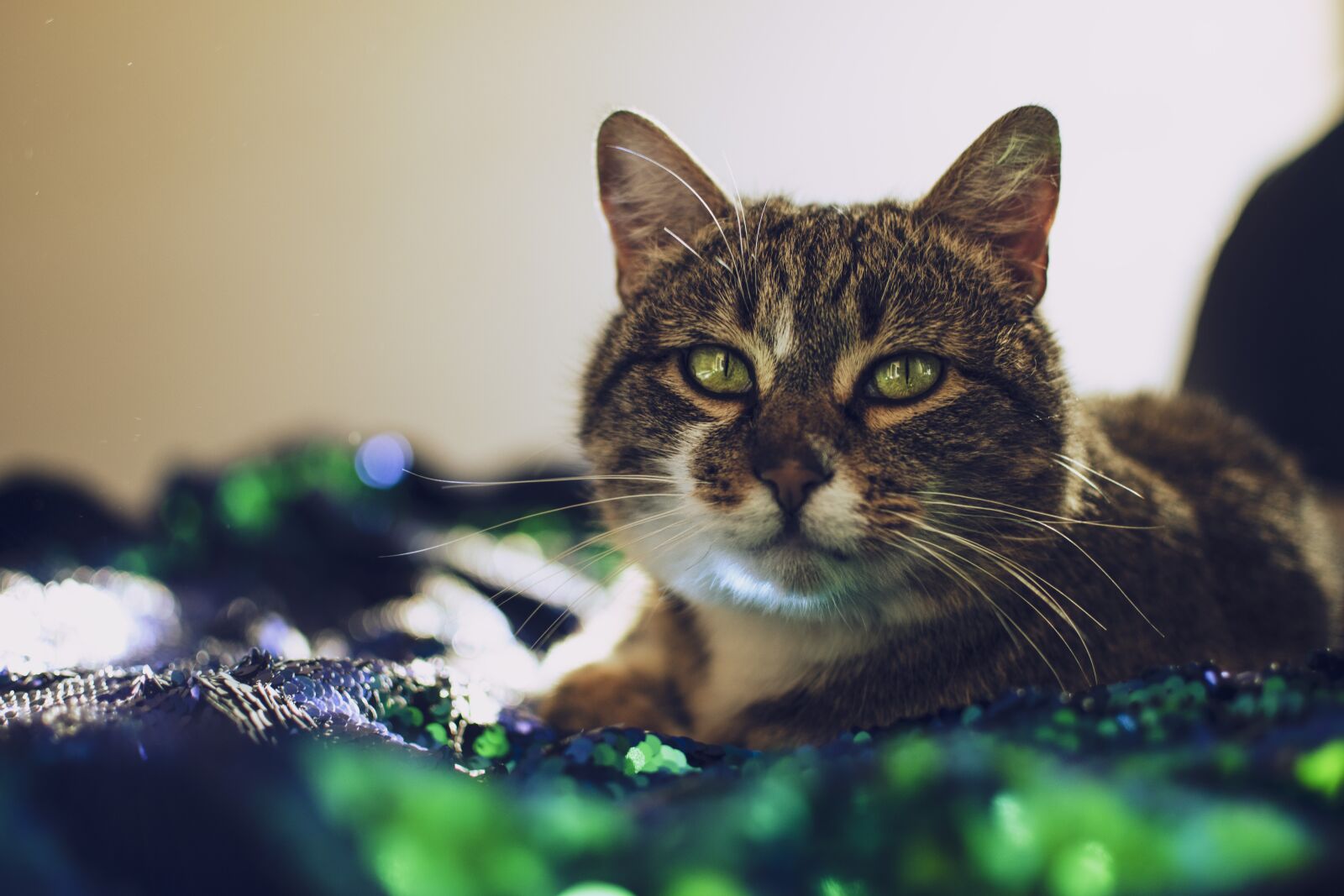 Nikon D5500 sample photo. Cat, cat face, cat photography