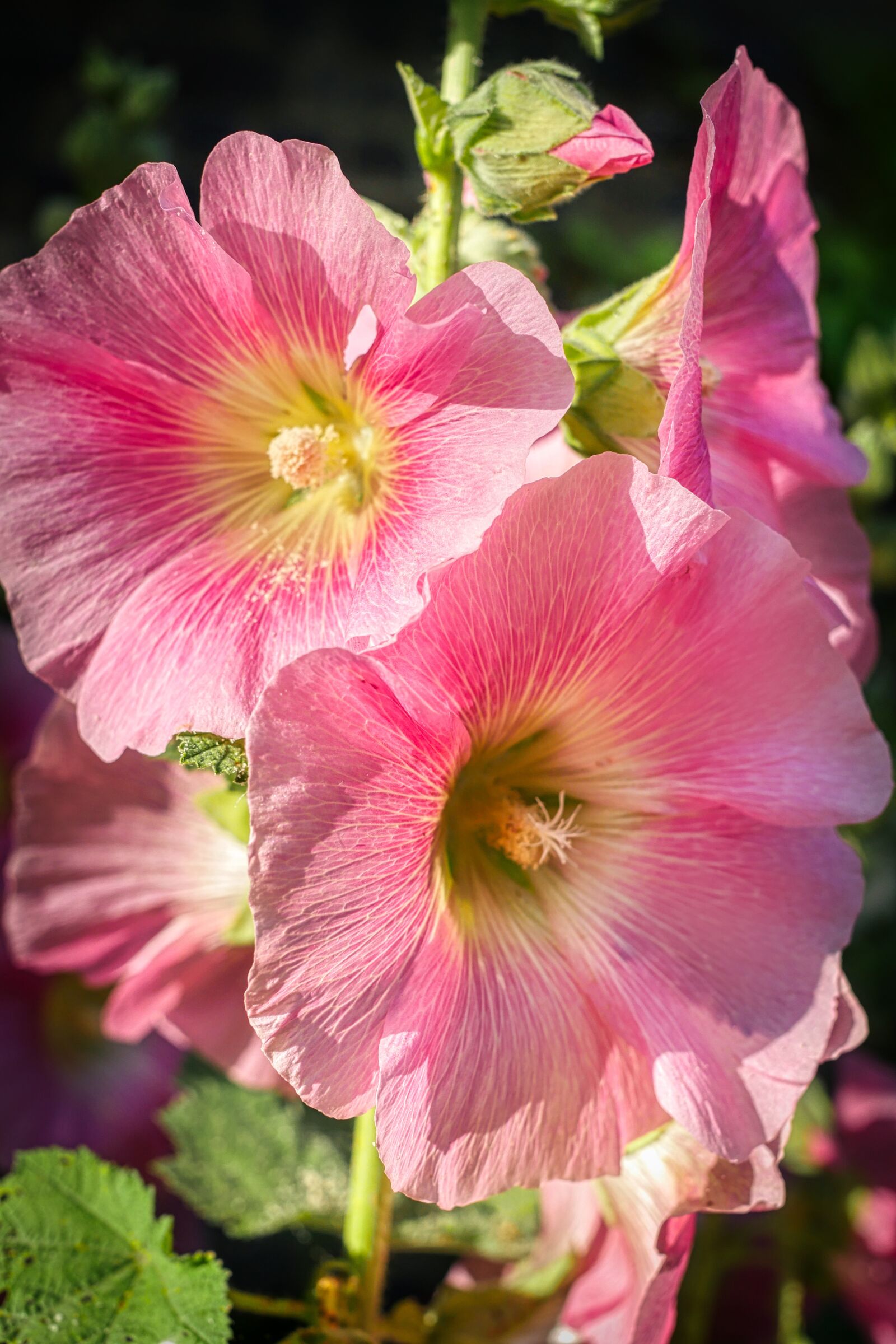 Panasonic Lumix DMC-GX8 sample photo. Flower, blossom, bloom photography