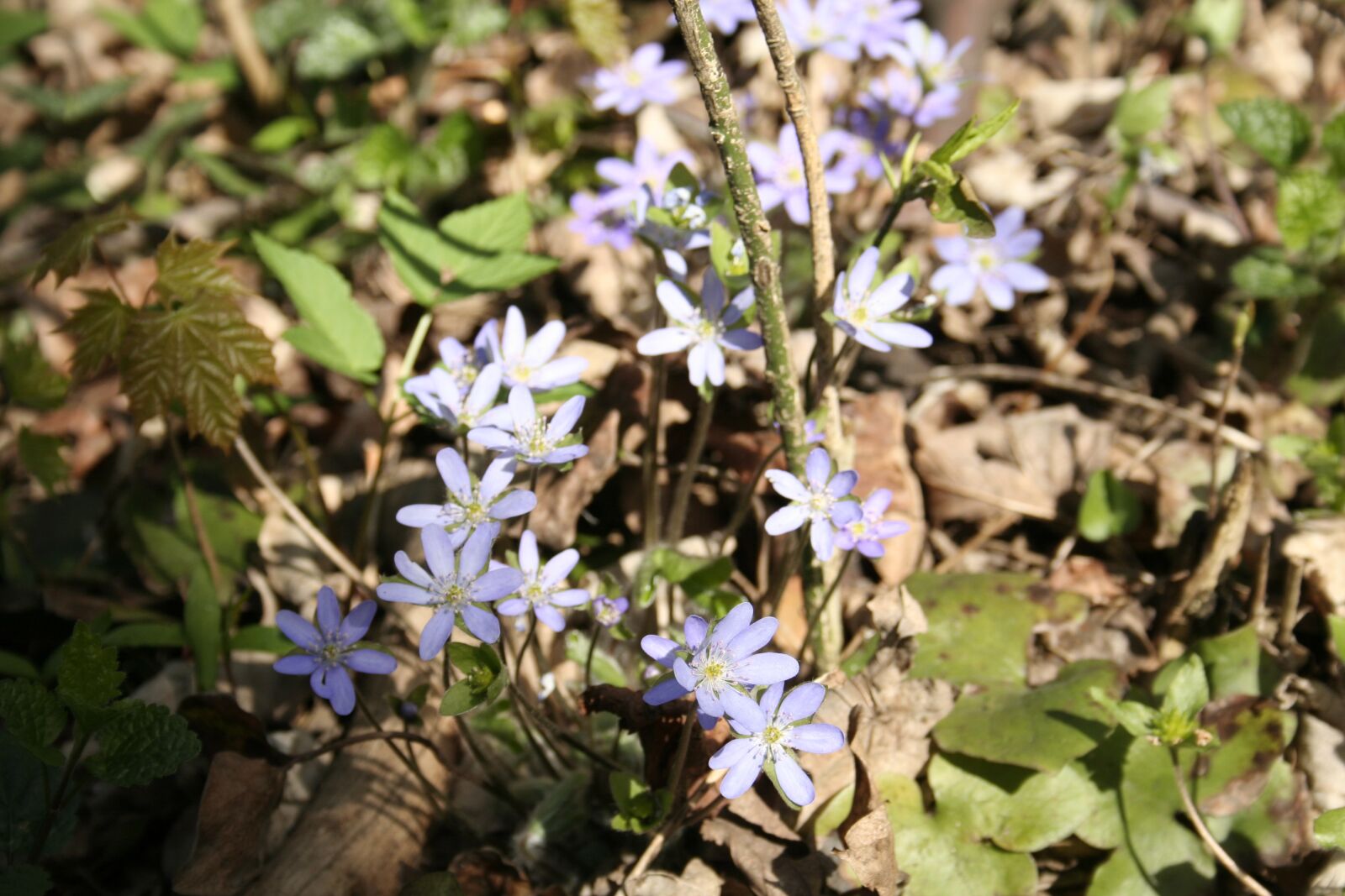 Canon EOS 350D (EOS Digital Rebel XT / EOS Kiss Digital N) sample photo. Spring, flowers, garden photography