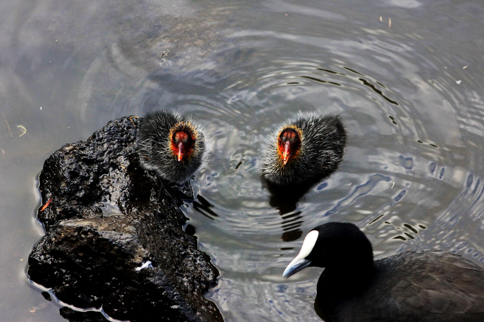 Canon EF75-300mm f/4-5.6 sample photo. Birds of new zealand photography