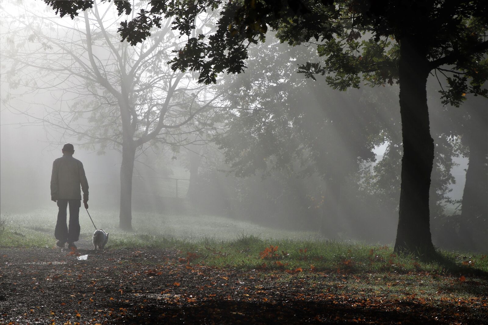 Canon EOS 80D sample photo. The fog, autumn, collapse photography
