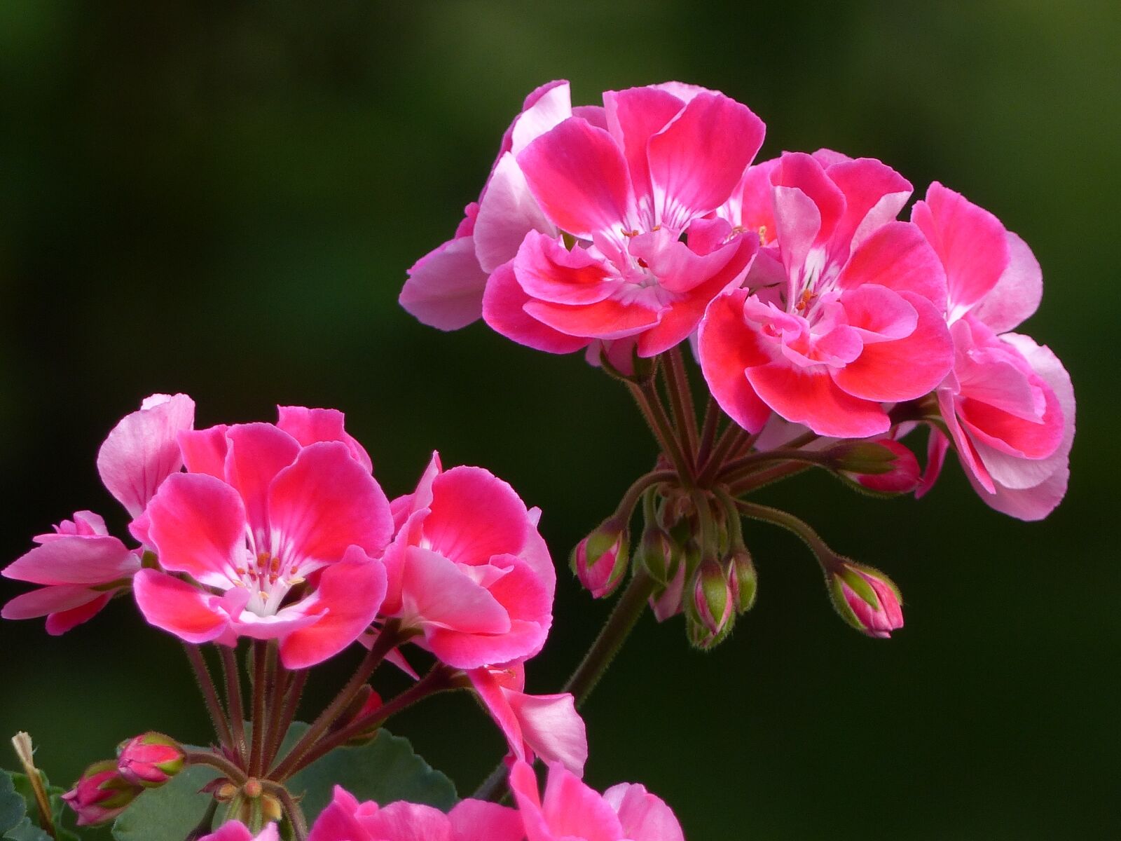 Panasonic Lumix DMC-FZ200 sample photo. Geranium, flowers, color photography