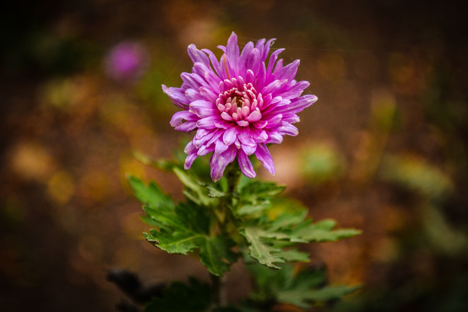 Nikon D3100 sample photo. Autumn, city, park, flower photography