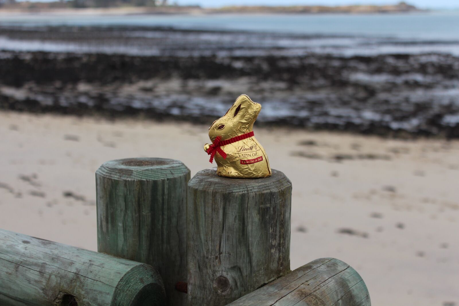Canon EOS 650D (EOS Rebel T4i / EOS Kiss X6i) sample photo. Easter egg hunt, seaside photography