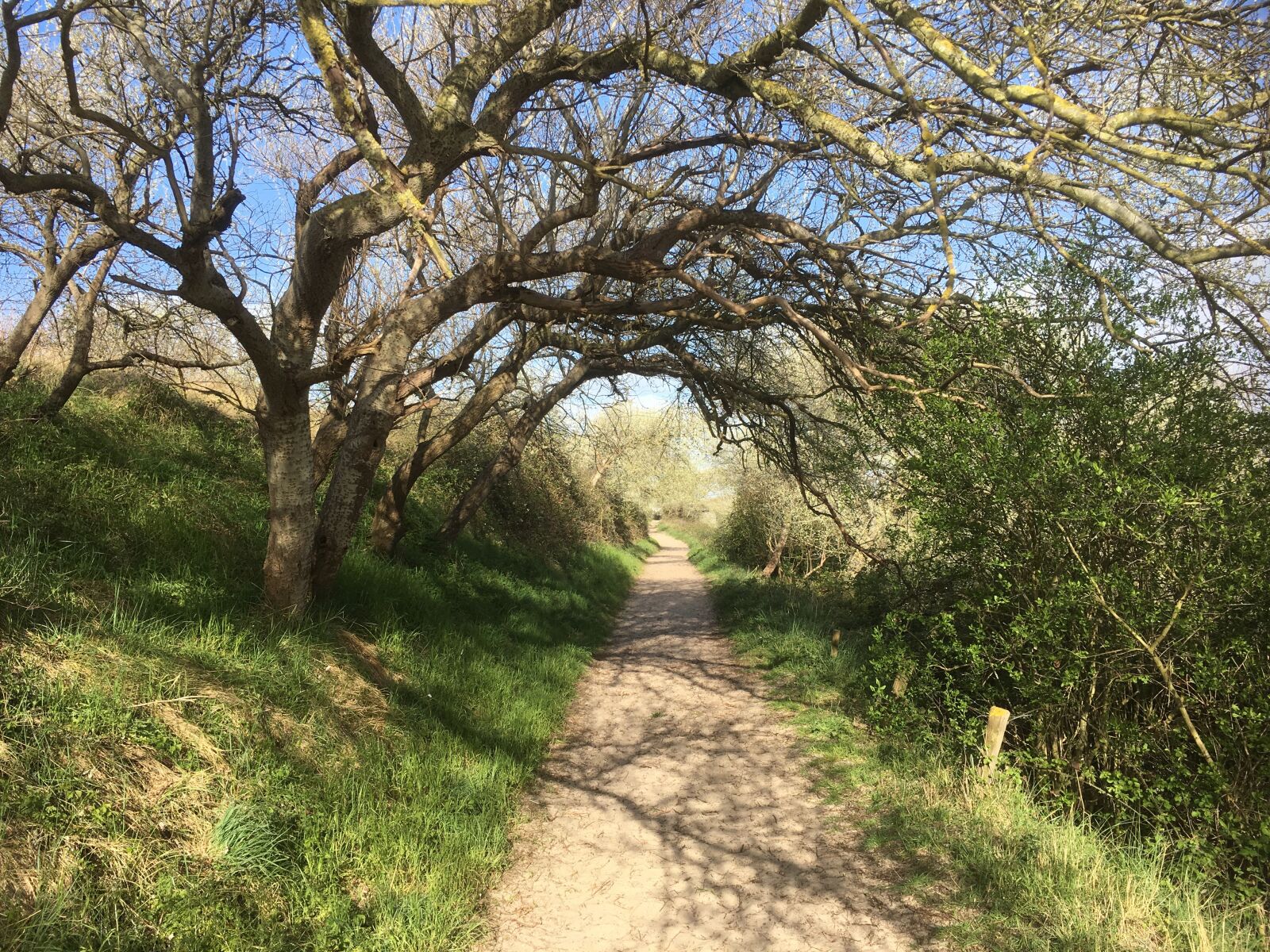 iPhone SE back camera 4.15mm f/2.2 sample photo. Nature, tree, forest photography
