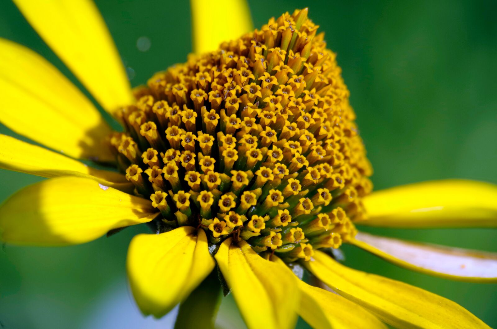 Pentax K-30 sample photo. Coneflower, flower, plant photography
