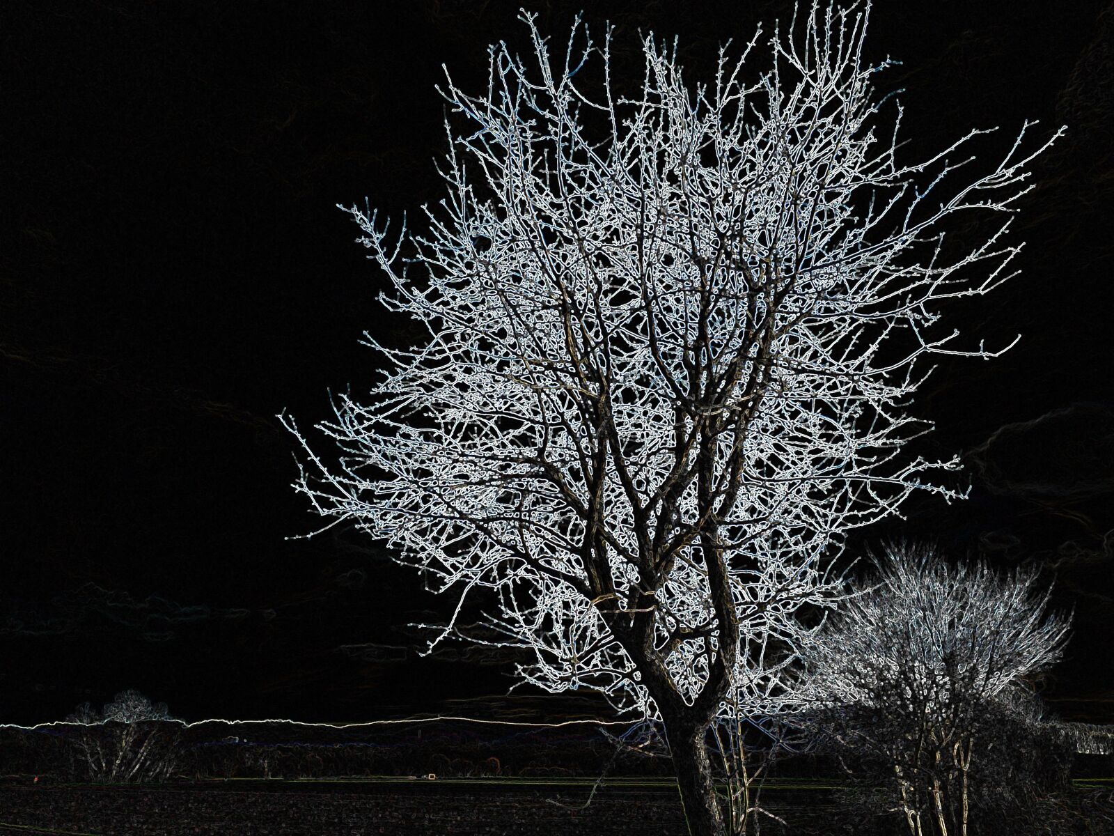 iPhone 5s back camera 4.15mm f/2.2 sample photo. Neon light, tree, contour photography