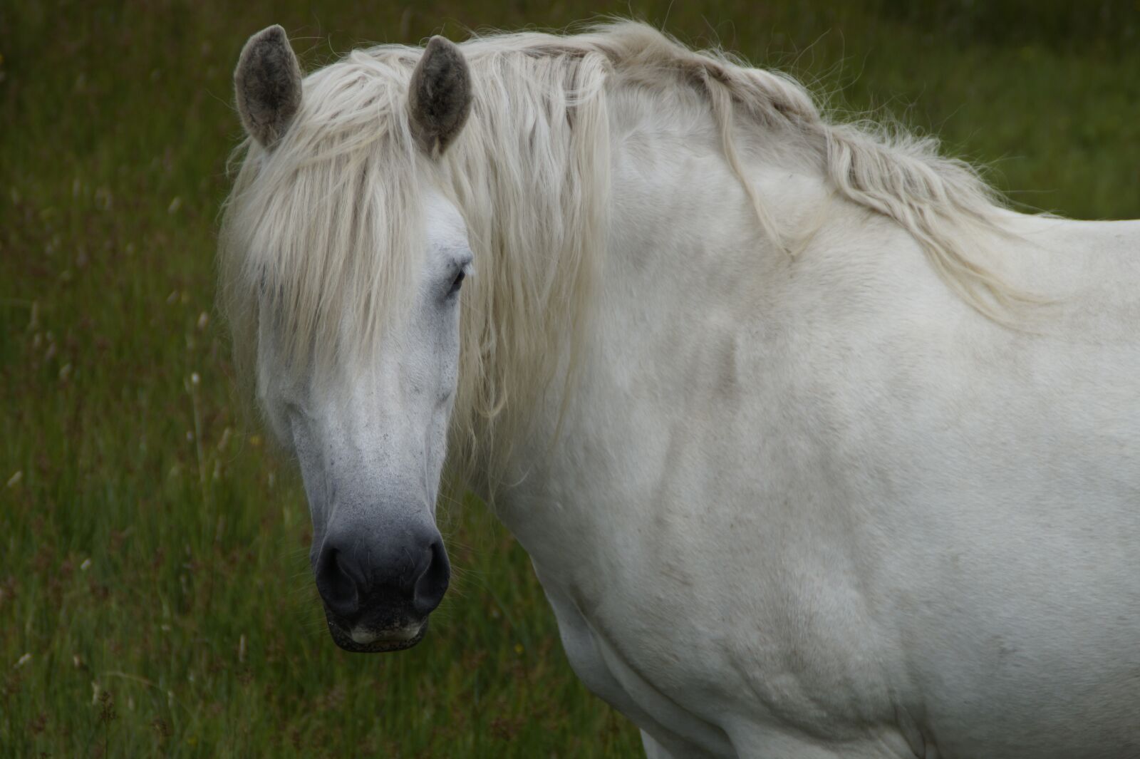 Sony SLT-A58 sample photo. Horse, attention, beautiful photography