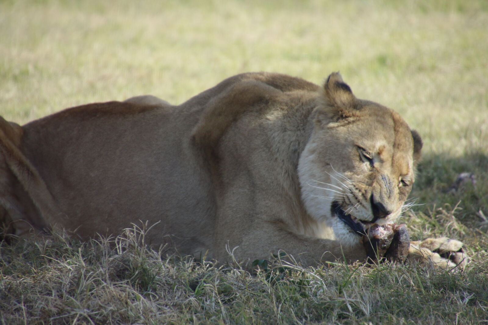 Canon EOS 7D Mark II sample photo. Africa, cat, dangerous, eat photography