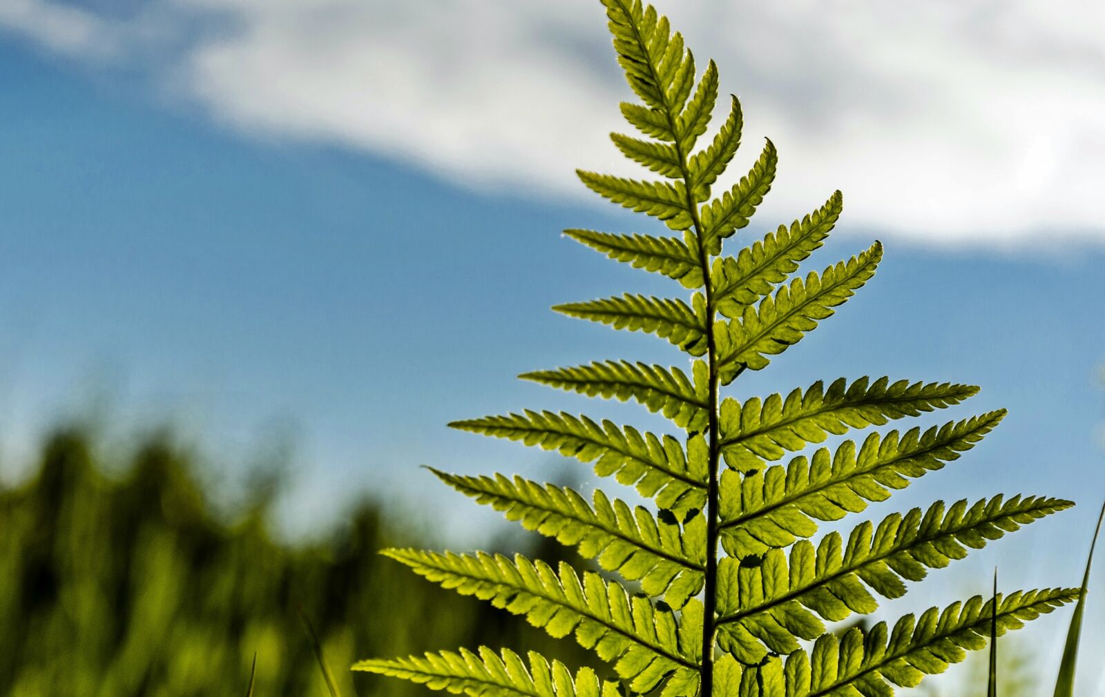 Nikon D5100 sample photo. Nature, green, fern photography