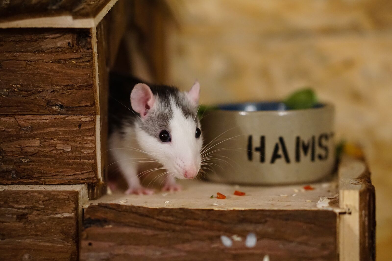 E 50mm F1.8 OSS sample photo. Rat, color rats, sweet photography