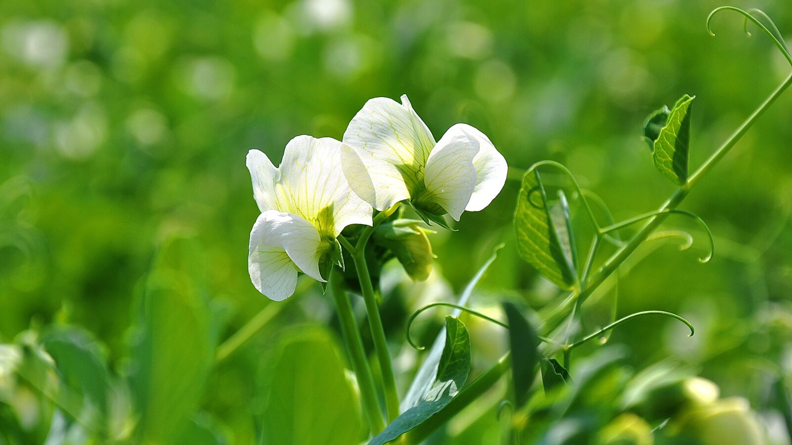 Nikon D90 sample photo. Spring, nature, pea photography