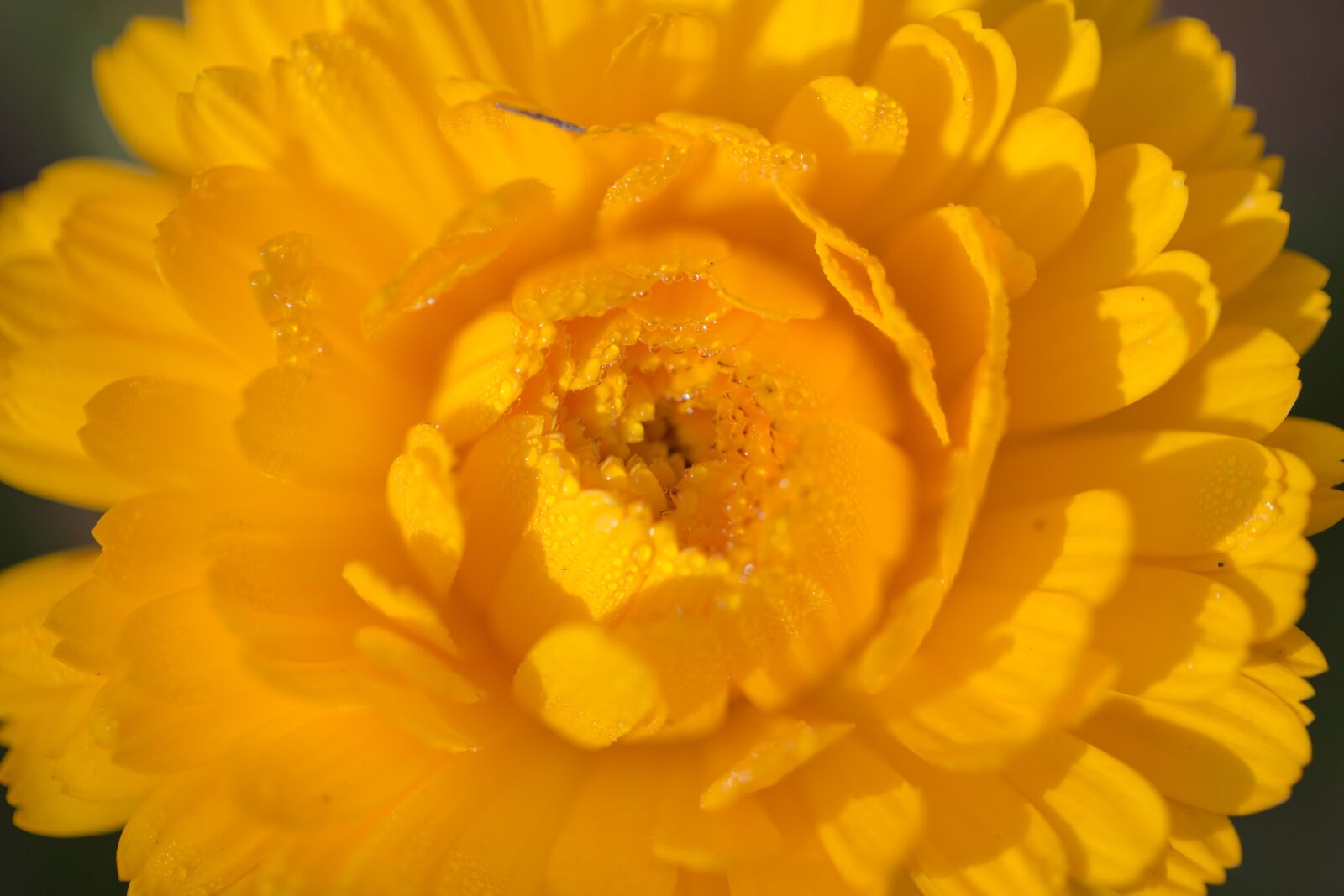 Canon EOS 5D Mark III + Canon EF 100mm F2.8L Macro IS USM sample photo. Chrysanthemum, yellow chrysanthemum, yellow photography
