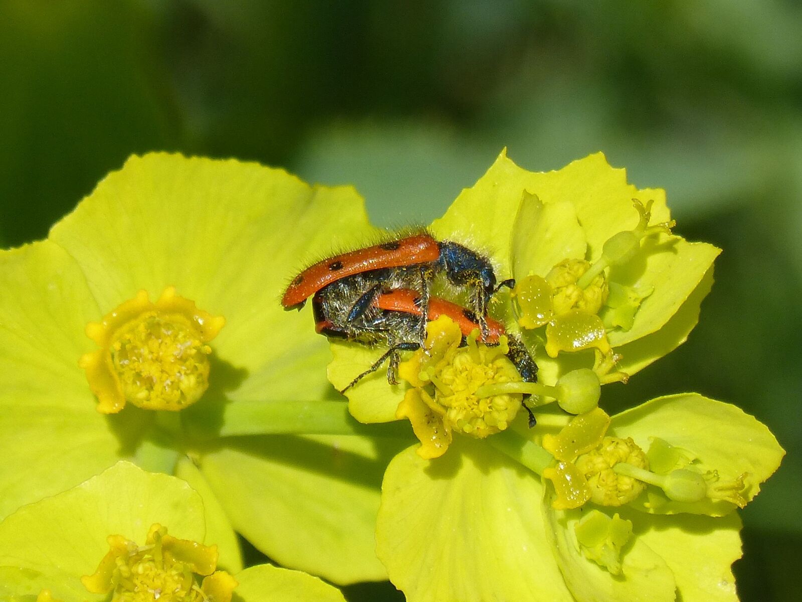 Panasonic DMC-FZ62 sample photo. Beetle meloideo, false ladybird photography