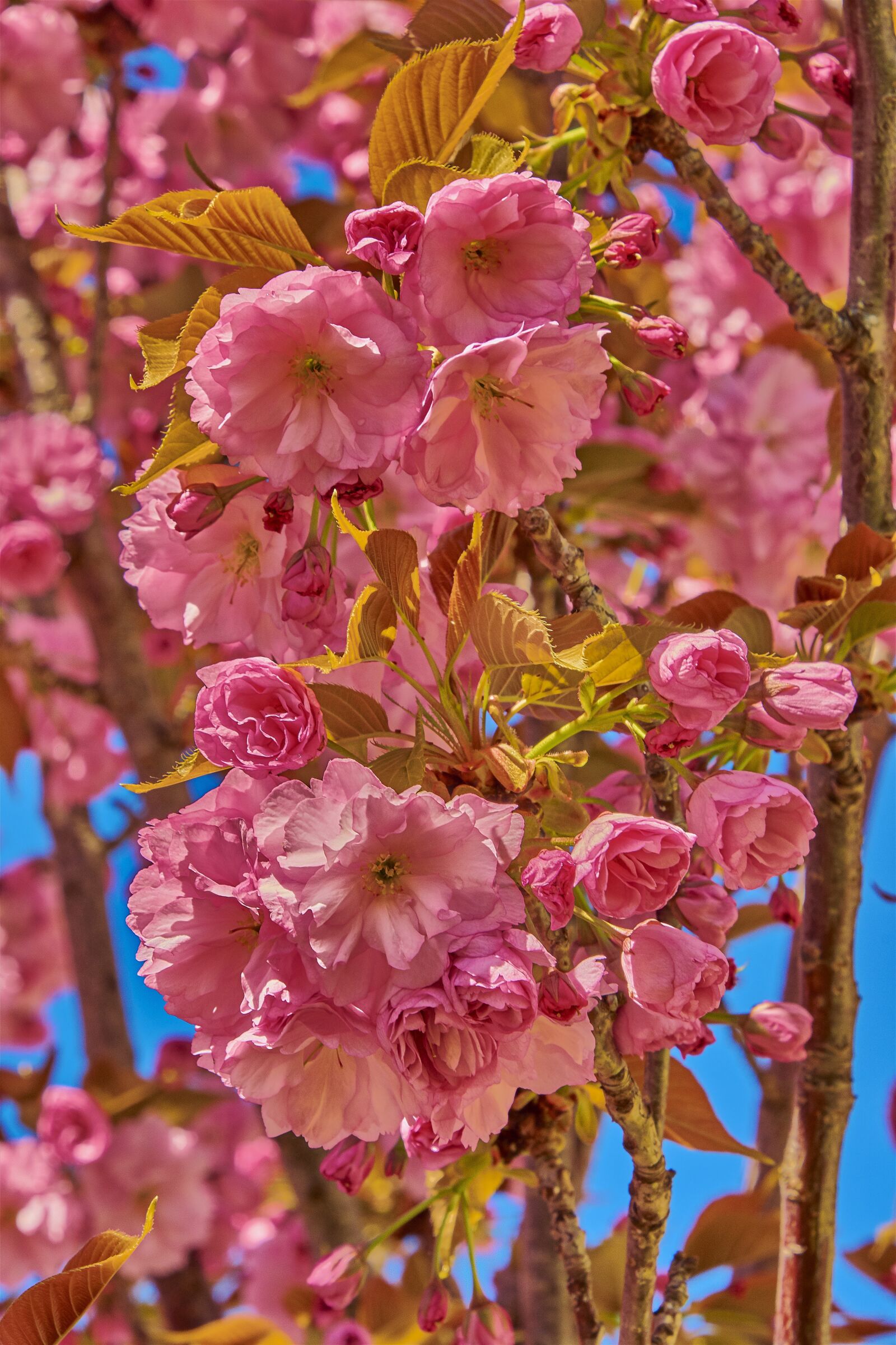 Nikon D7200 sample photo. Flower, cherry, tree photography