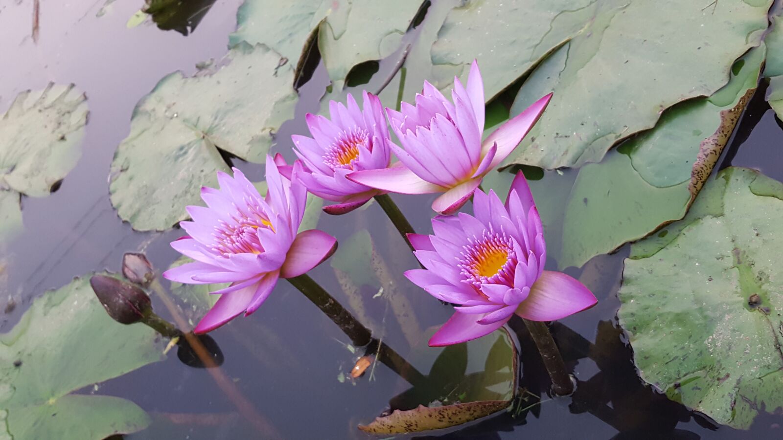 Samsung Galaxy S6 sample photo. Flower, nature, flora photography