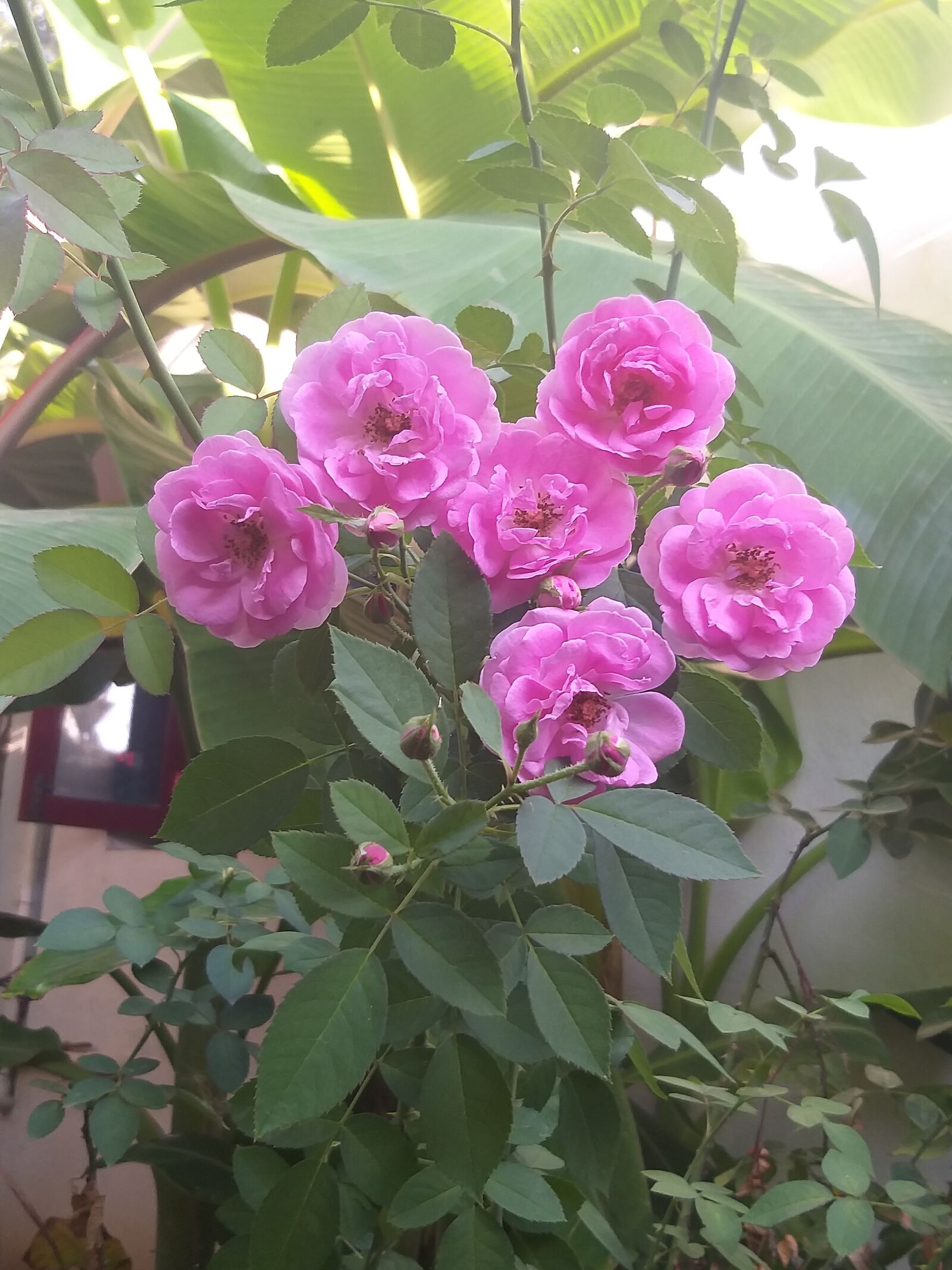 Samsung Galaxy J8 sample photo. Red rose, behind, banana photography