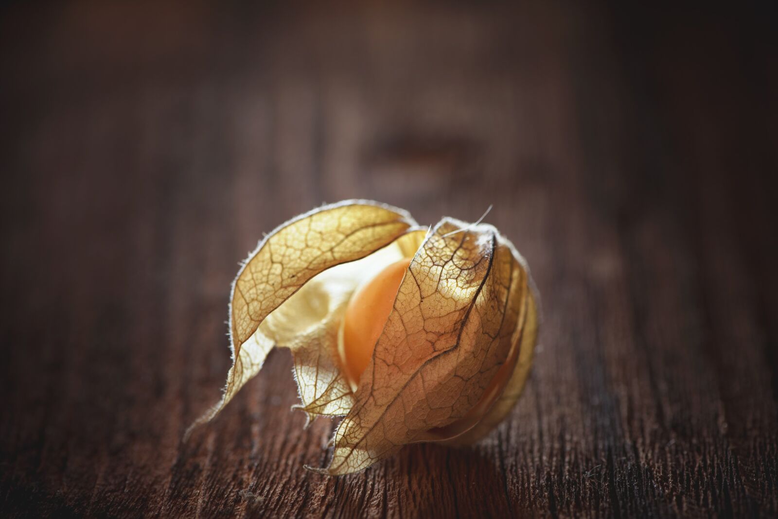 Nikon D750 sample photo. Physalis, physalis peruviana, cape photography