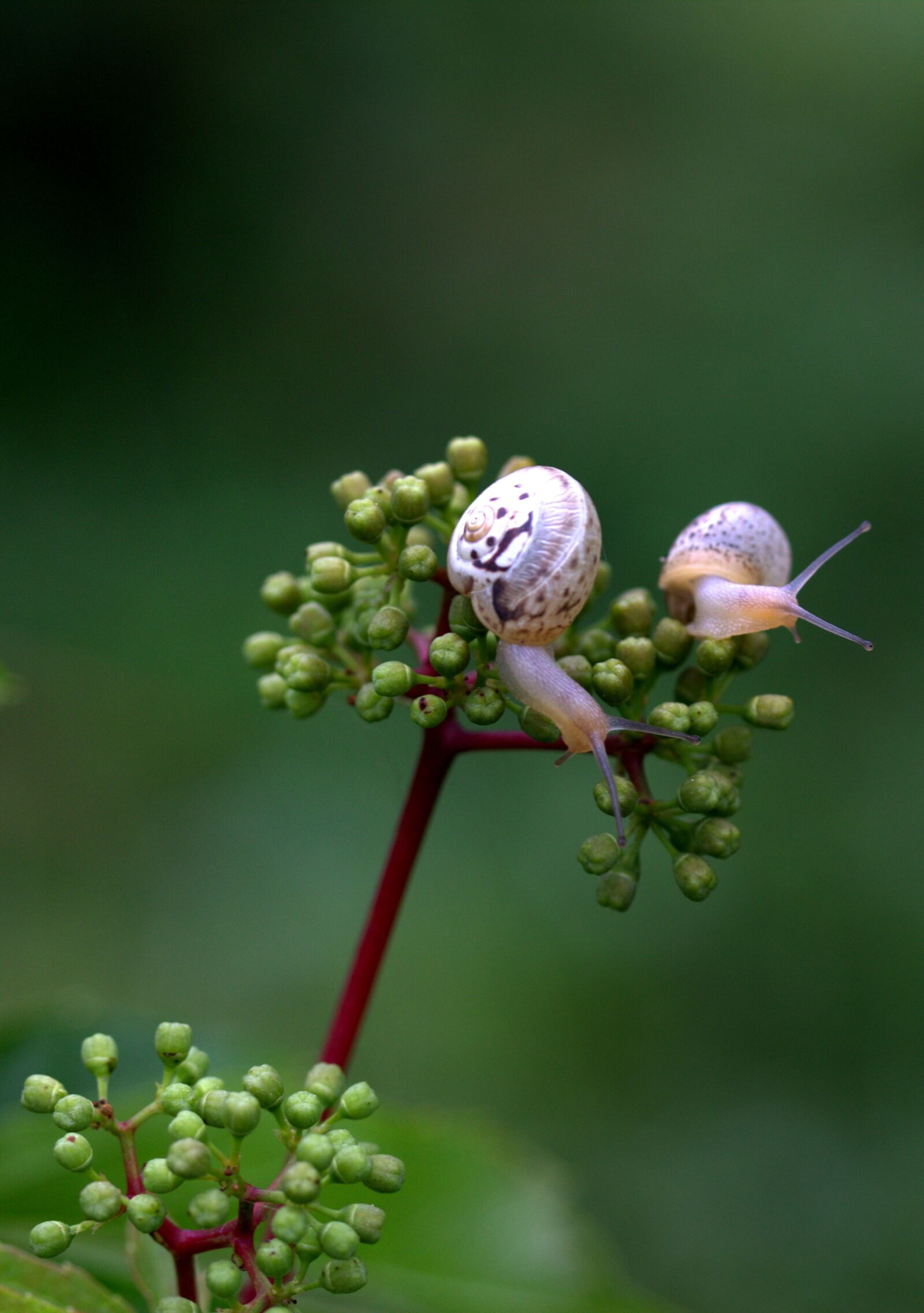 Canon EF-S 60mm F2.8 Macro USM sample photo. Snails, pair, shell photography