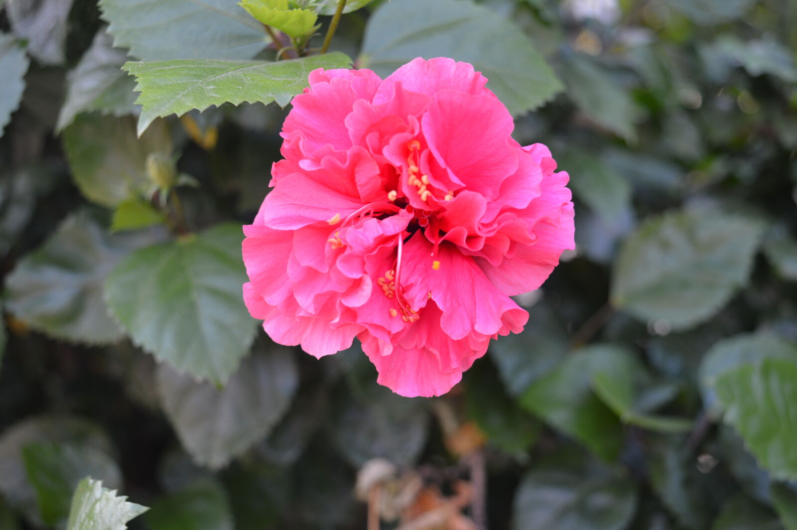 Nikon AF-S DX Nikkor 18-55mm F3.5-5.6G VR II sample photo. Beautiful, flowers, flower, pink photography