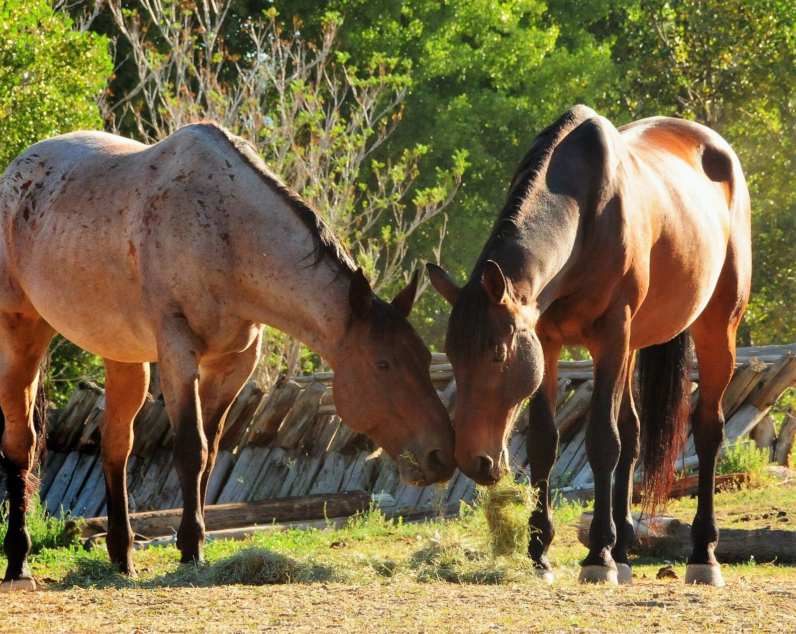 Nikon D300 sample photo. Horses, ranch, equine photography