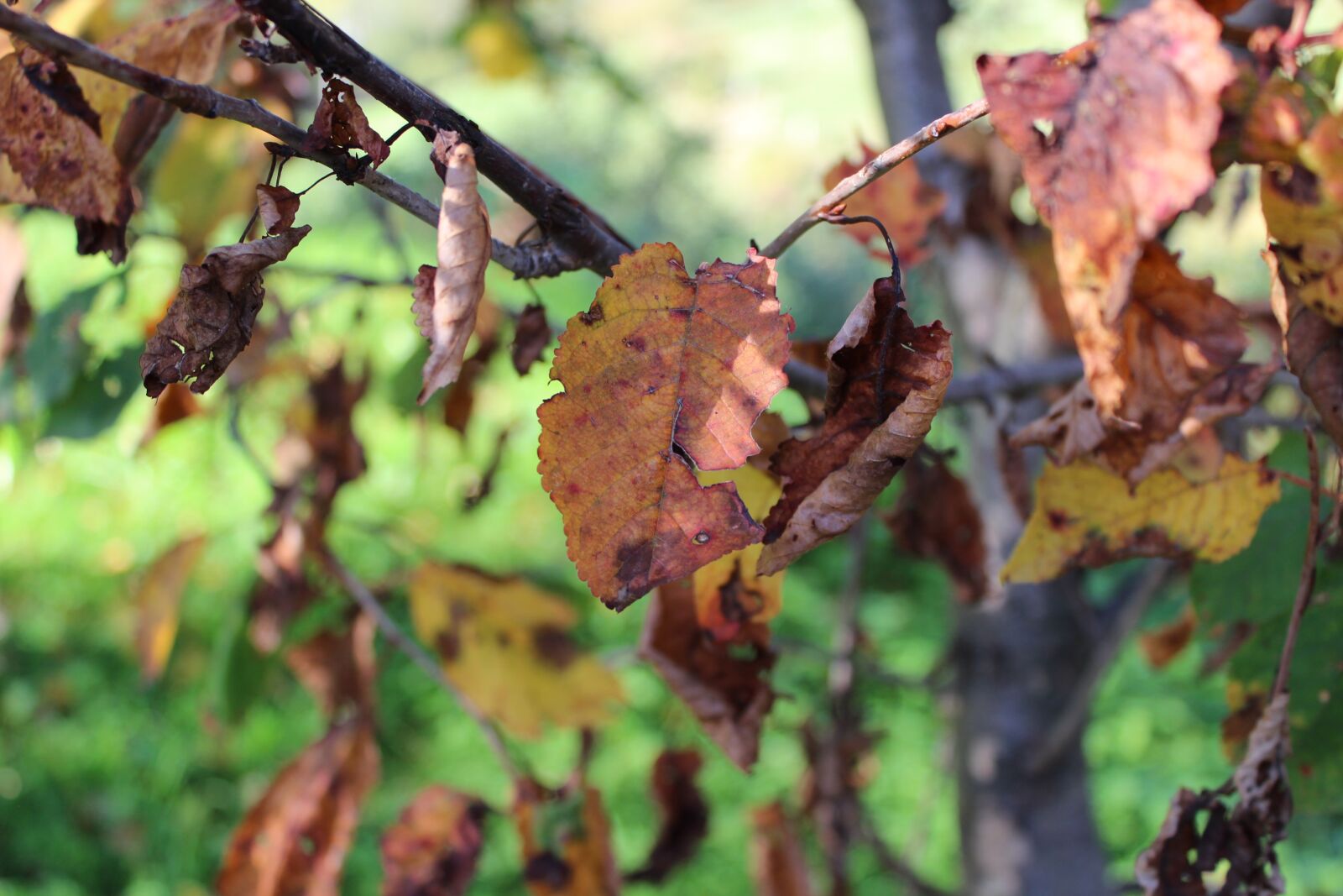 Canon EOS 600D (Rebel EOS T3i / EOS Kiss X5) sample photo. Autumn, nature, botany photography