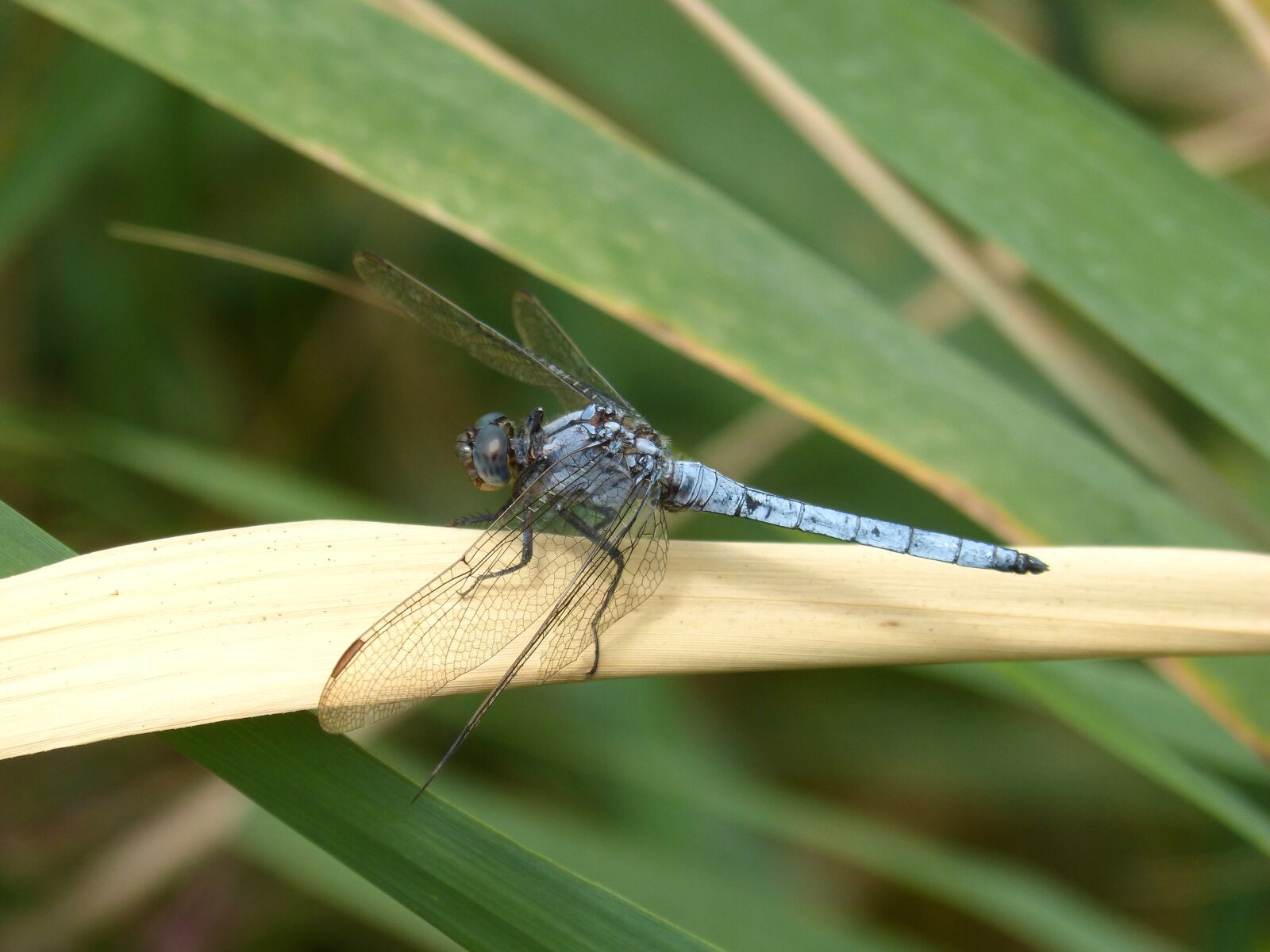 Panasonic DMC-FZ62 sample photo. Blue dragonfly, american cane photography