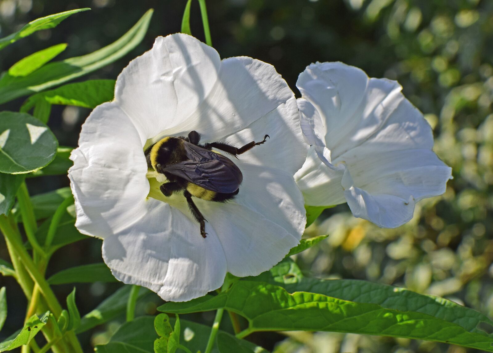 Nikon D3300 sample photo. Bumblebee in morning glory photography