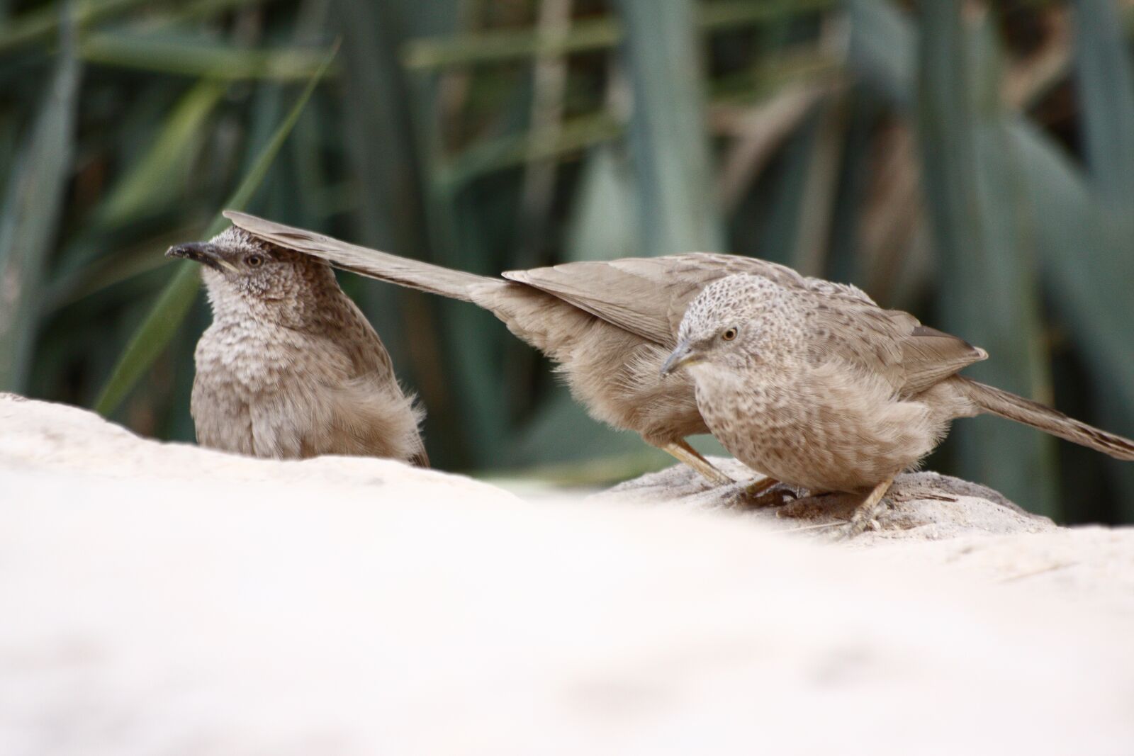 Canon EOS 40D sample photo. Bird, nature, wildlife photography