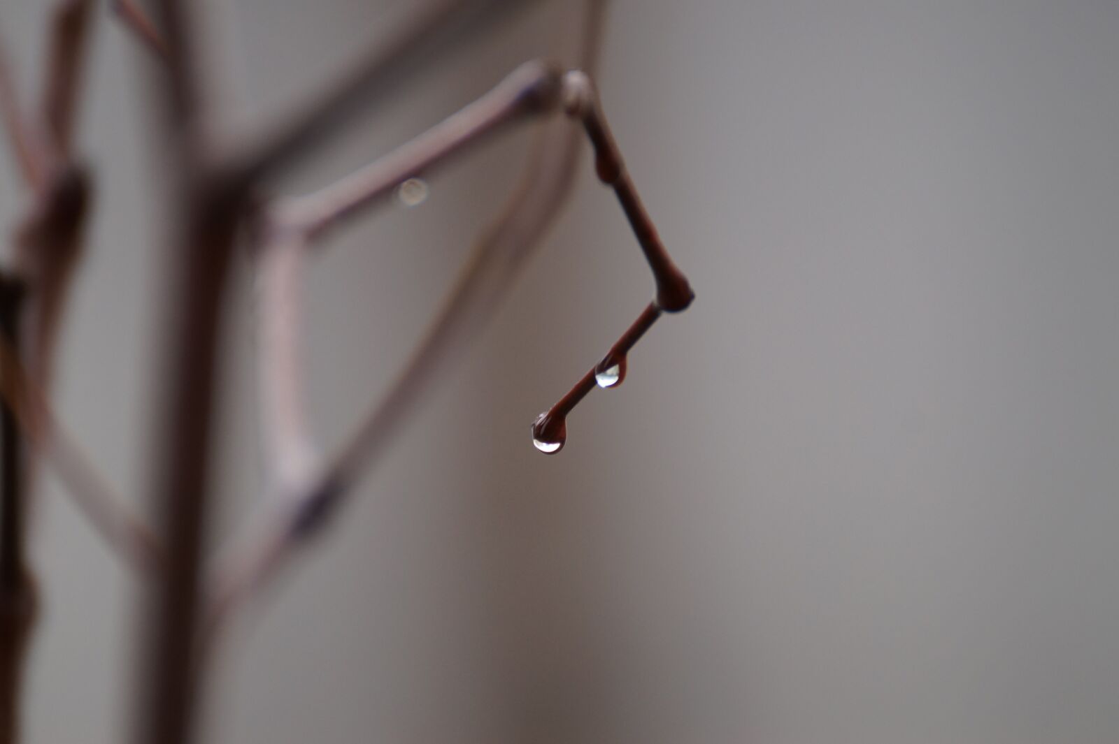 Sony SLT-A58 + Tamron SP 70-300mm F4-5.6 Di USD sample photo. Trickle, wood, branches photography