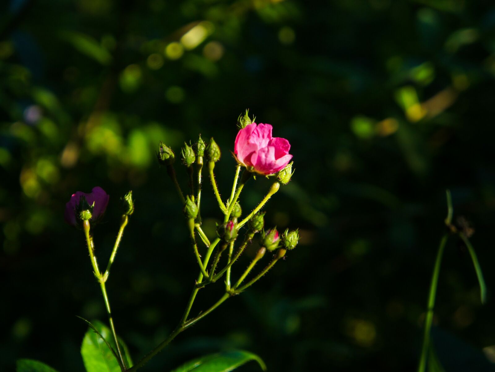 Sony Alpha NEX-3 + Tamron 18-200mm F3.5-6.3 Di III VC sample photo. Flowers, flower, garden photography