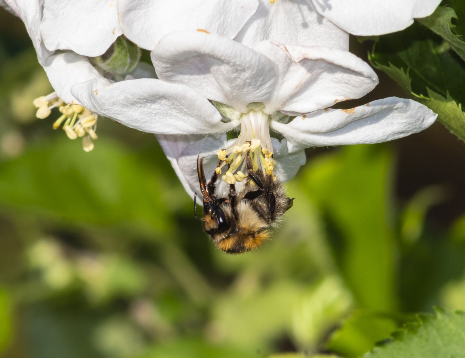 Canon EF75-300mm f/4-5.6 sample photo. Bee, wasp, insect photography