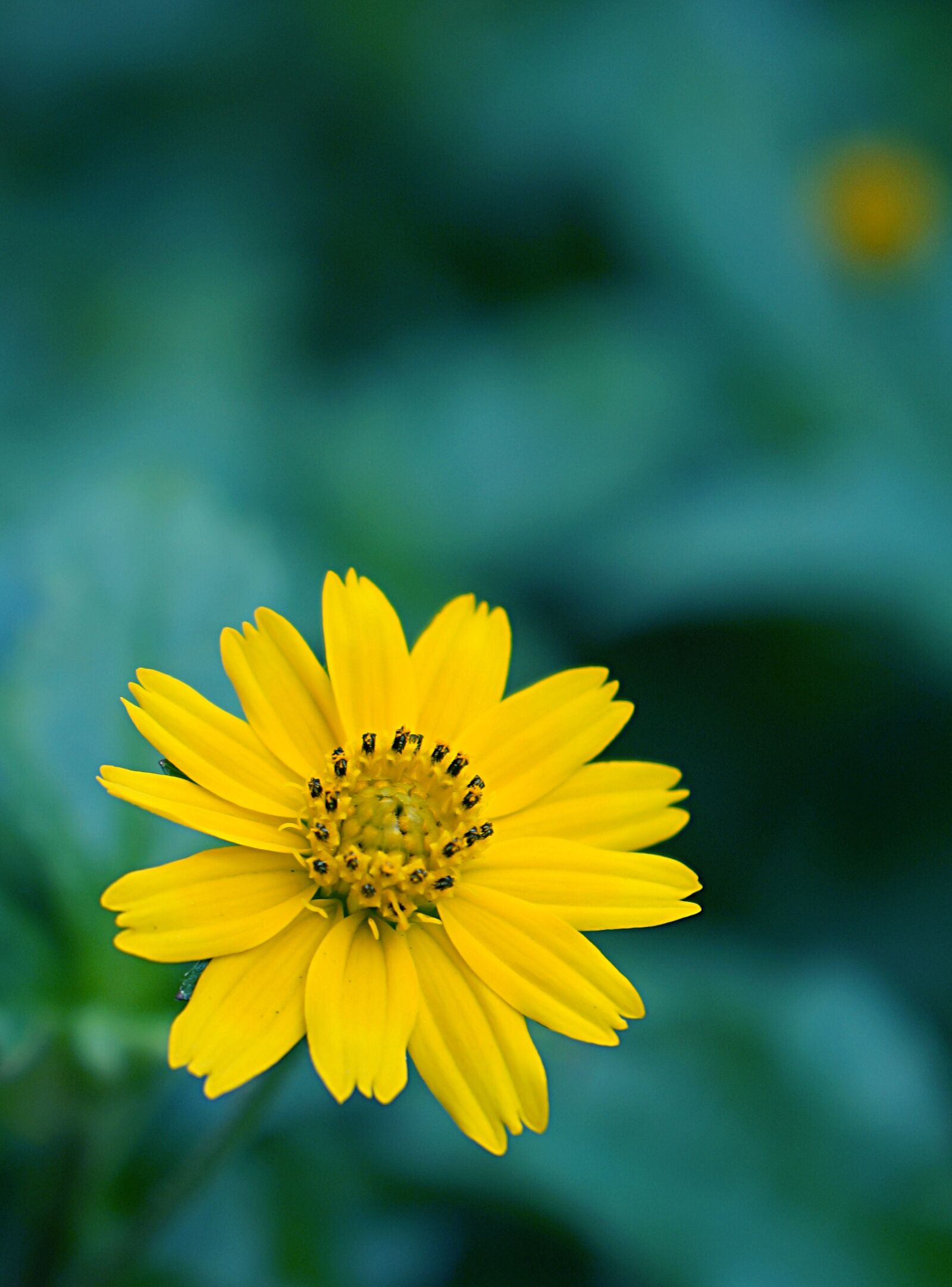 Sony Alpha NEX-F3 + Sony E 18-55mm F3.5-5.6 OSS sample photo. Chamomile wild, yellow flowers photography