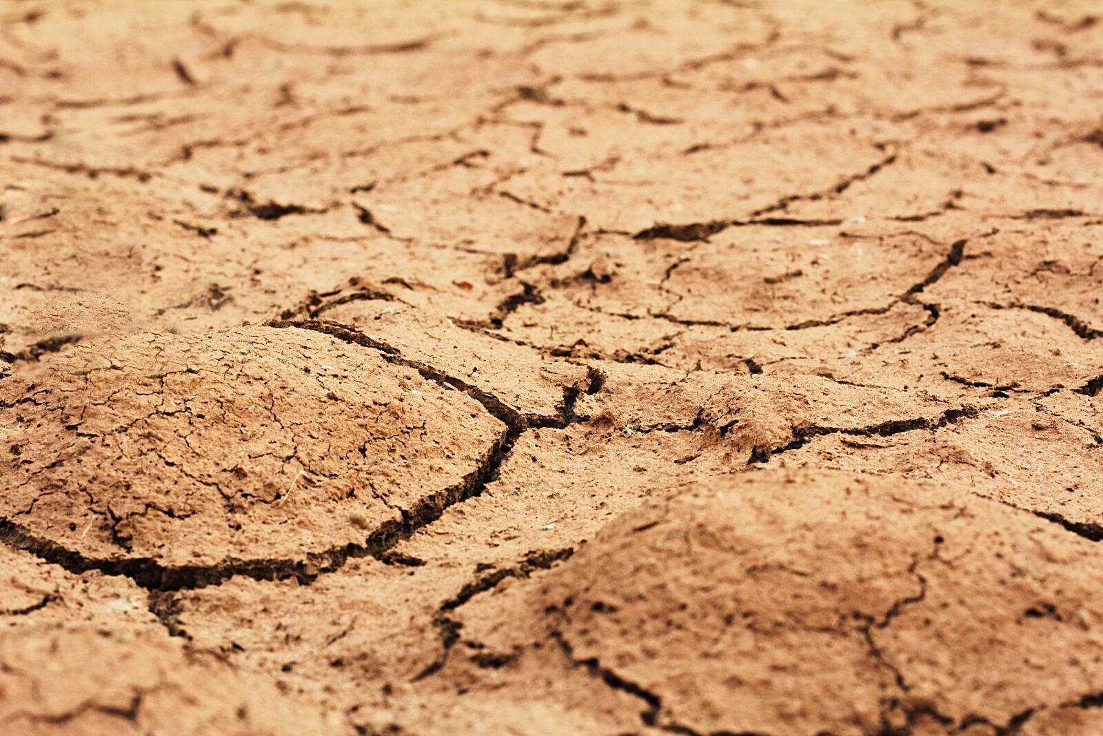 Canon EOS 600D (Rebel EOS T3i / EOS Kiss X5) sample photo. Drought, climate, earth photography