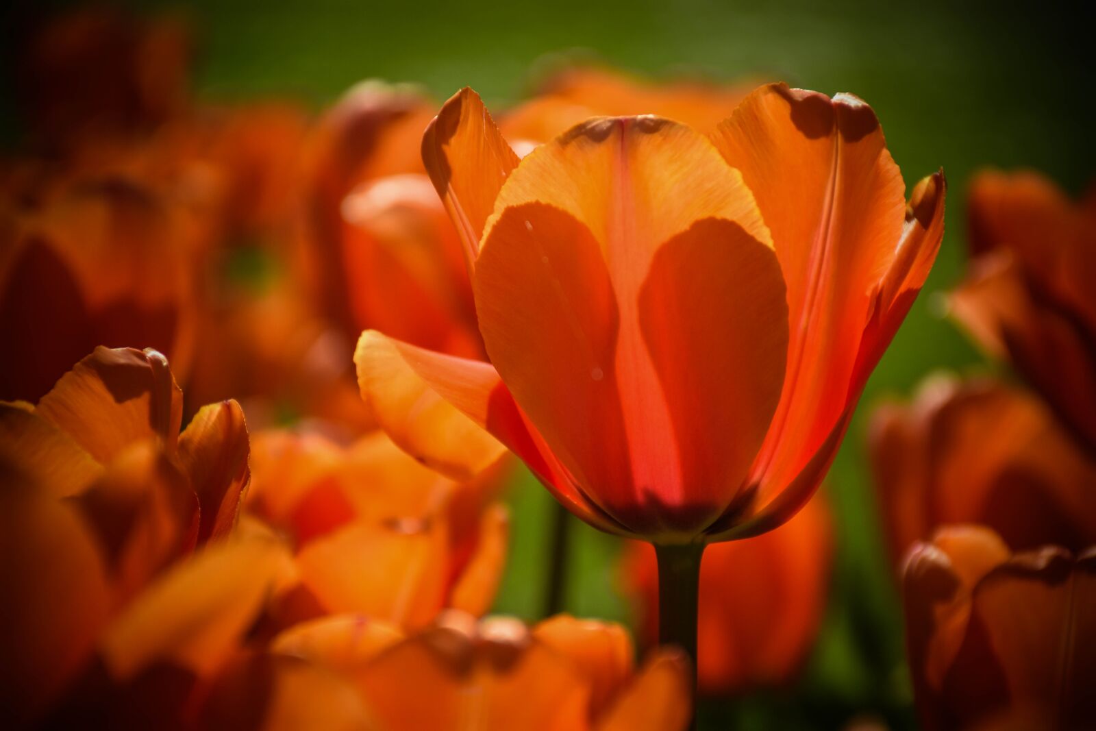 Nikon D5600 sample photo. Nature, flower, plant photography