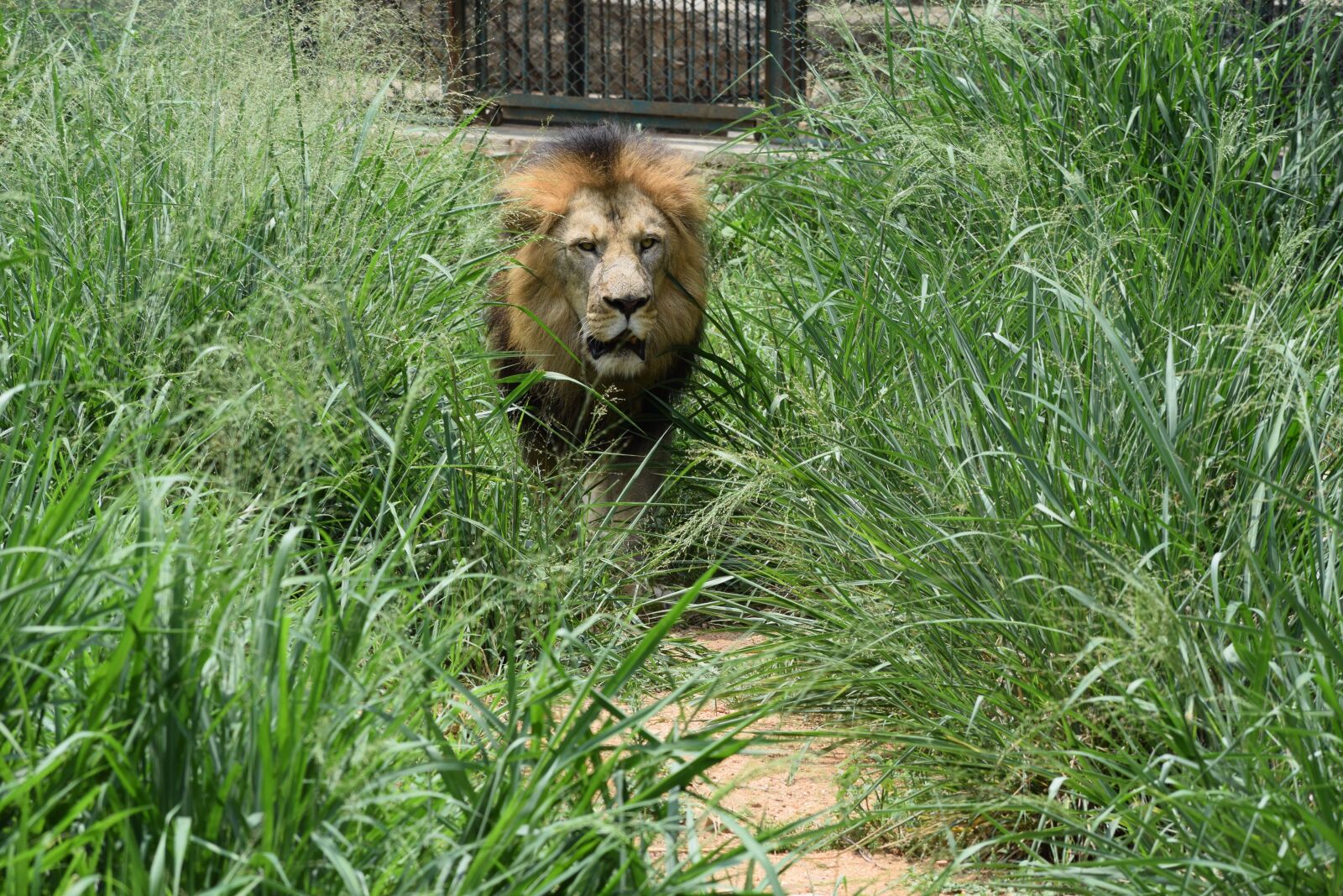 Nikon D3300 sample photo. Bannerghatta biological park, background photography