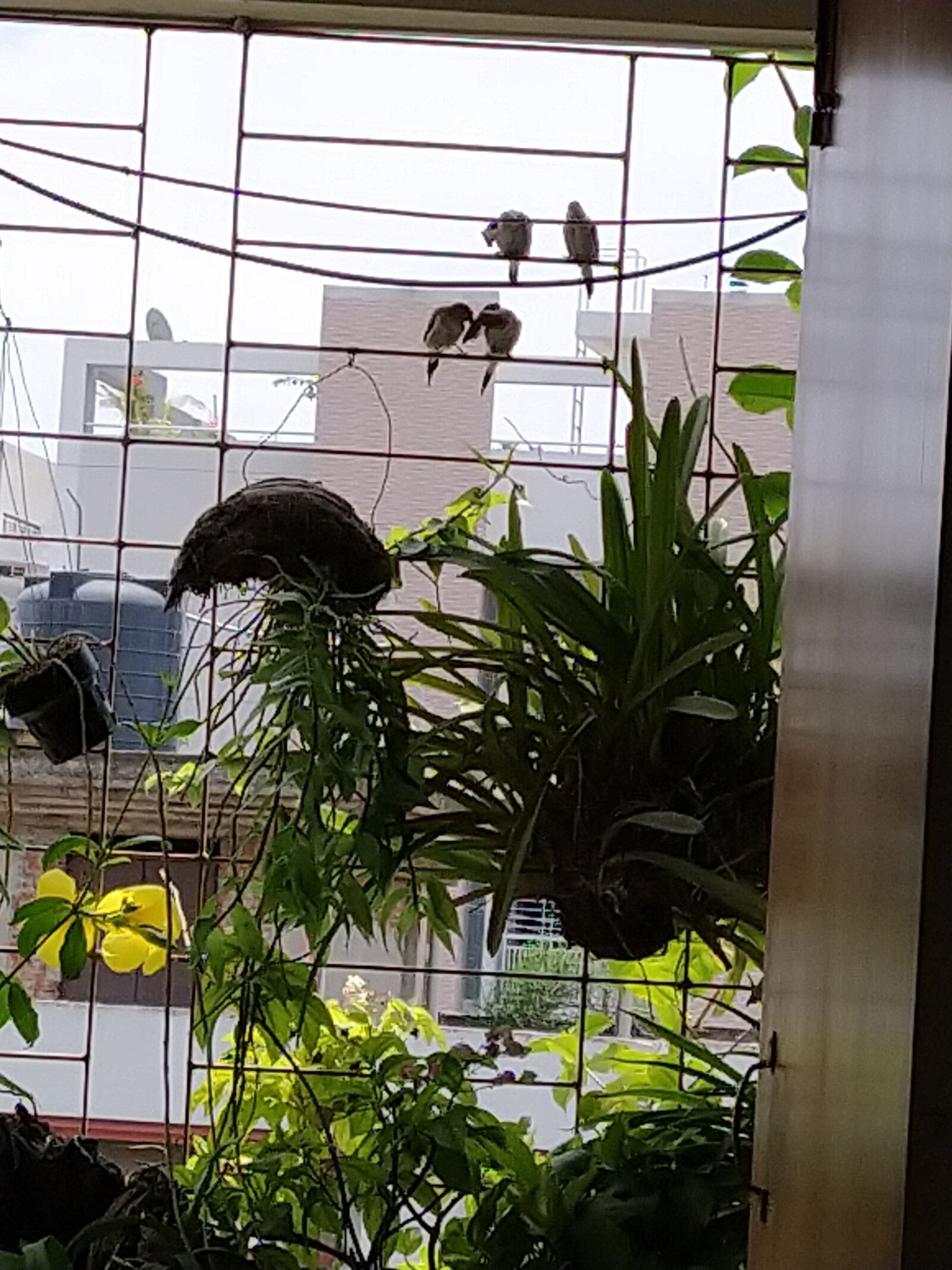 Xiaomi Mi A3 sample photo. Birds at balcony, love photography