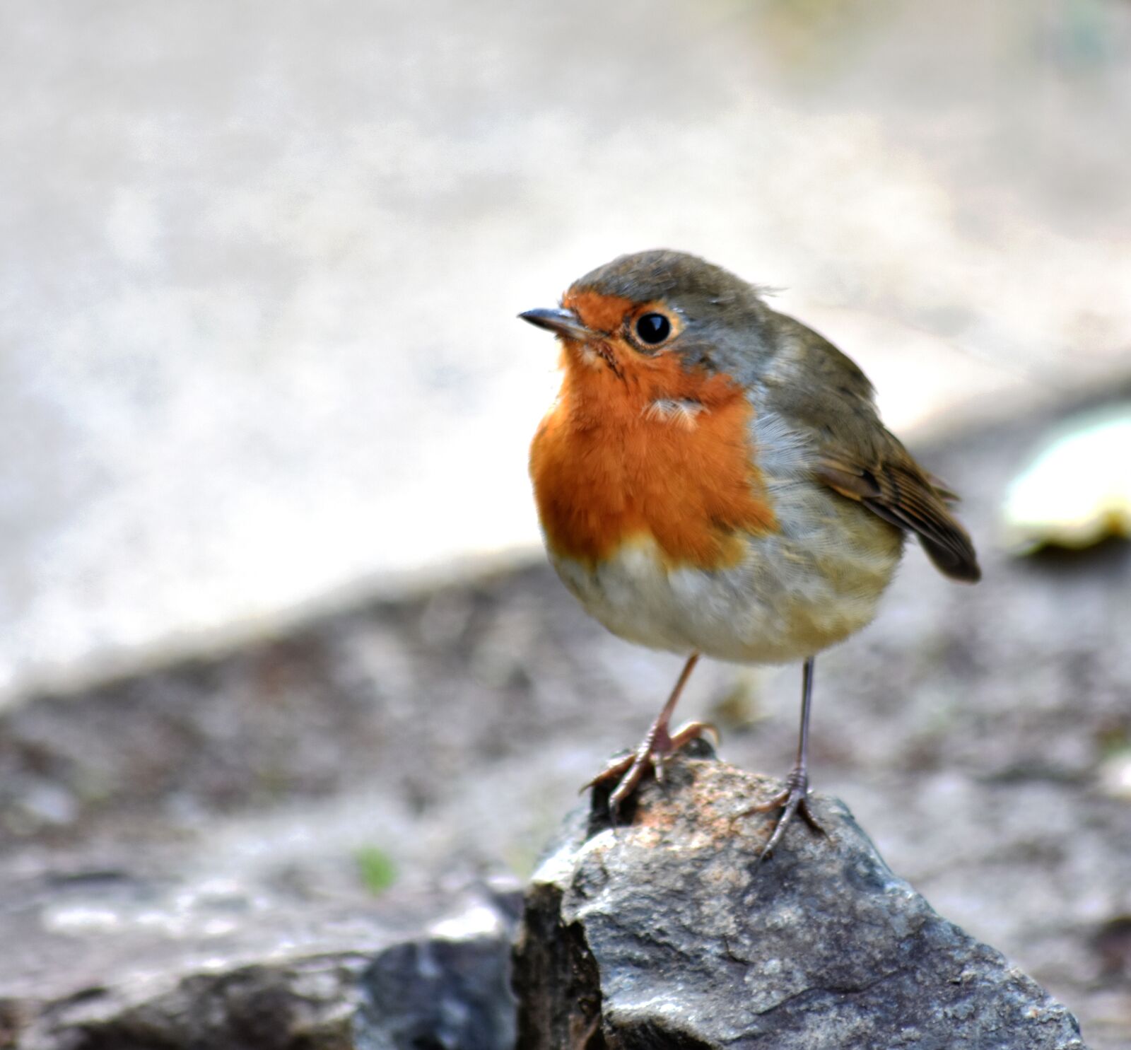 Nikon D5500 sample photo. Robin, red breast, bird photography