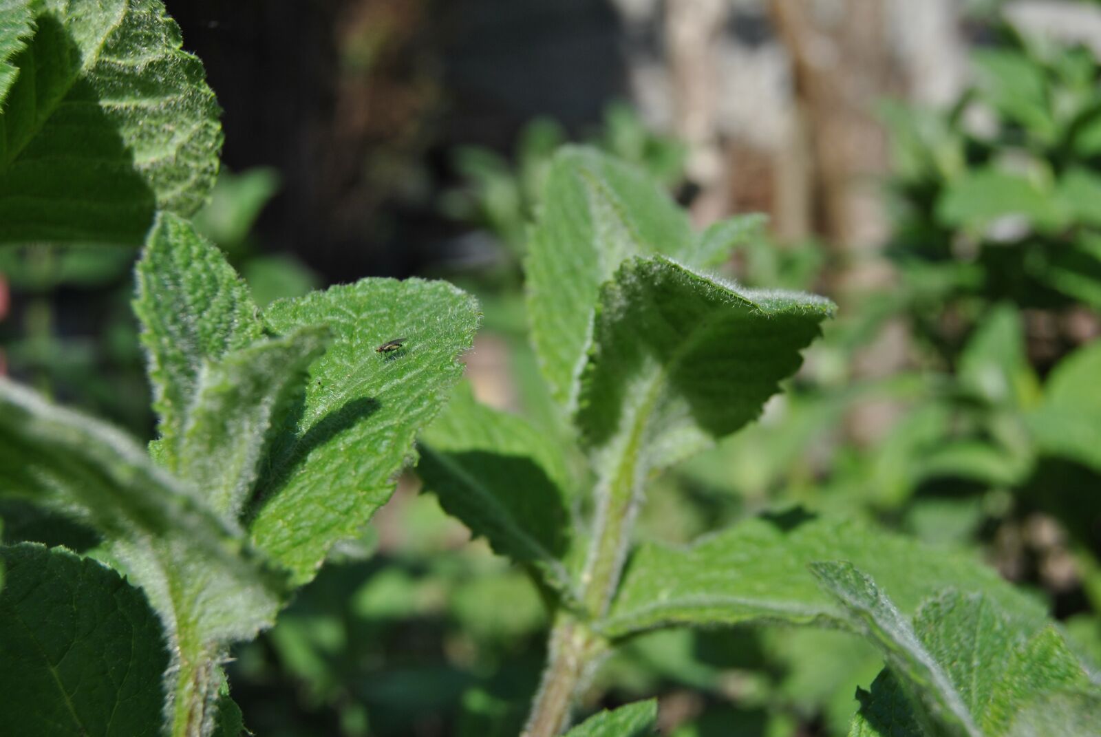 Nikon D3000 sample photo. Mint, herbs, foliage photography