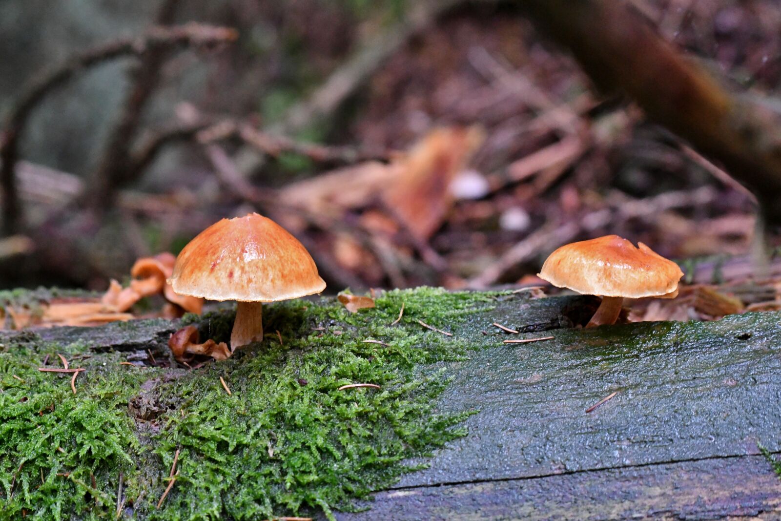 Nikon D500 sample photo. Mushrooms, tree trunk, moss photography
