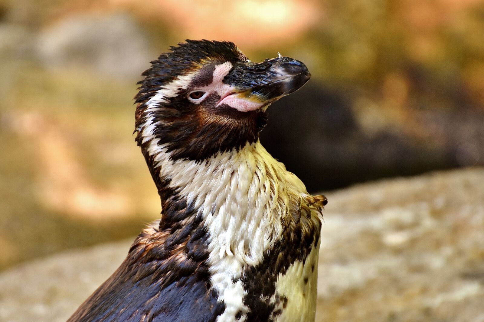 Nikon D7200 sample photo. Penguin, animal, animal world photography