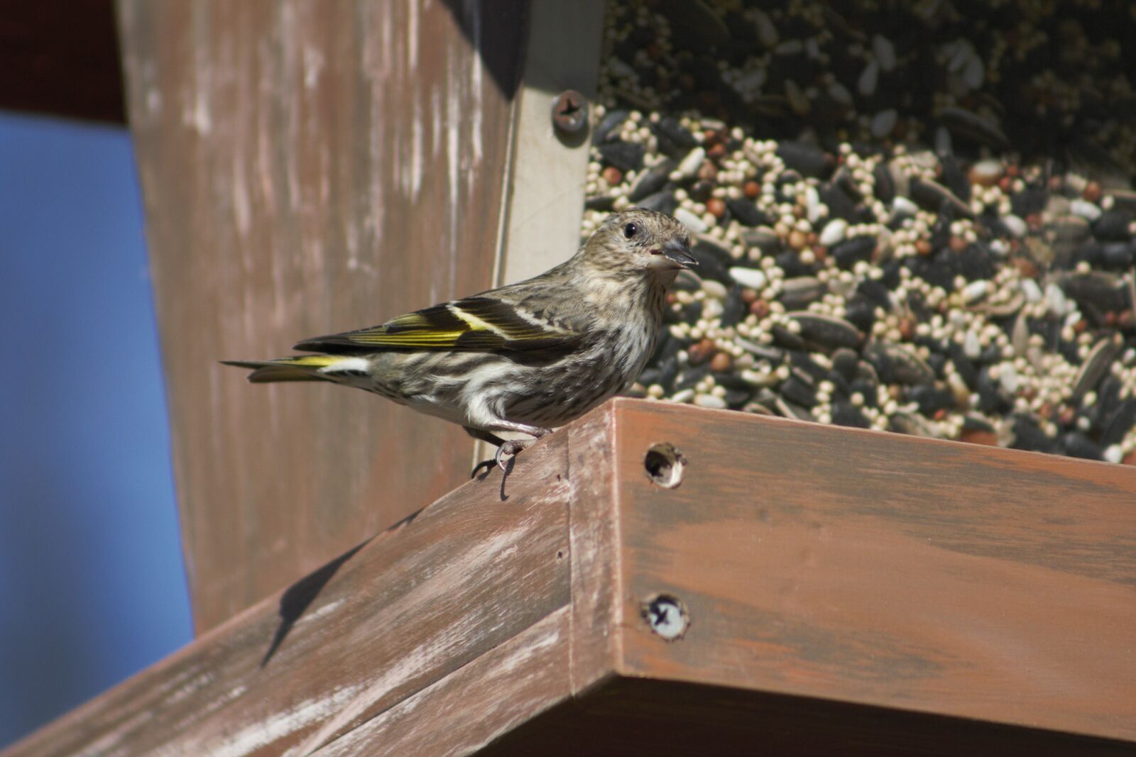 Canon EOS 550D (EOS Rebel T2i / EOS Kiss X4) sample photo. Bird, nature, outdoors photography