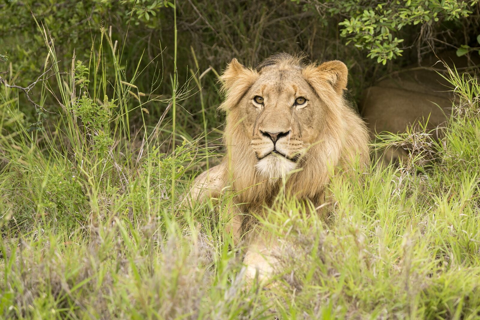Canon EOS 6D + Canon EF 100-400mm F4.5-5.6L IS USM sample photo. Lion, africa, predator photography