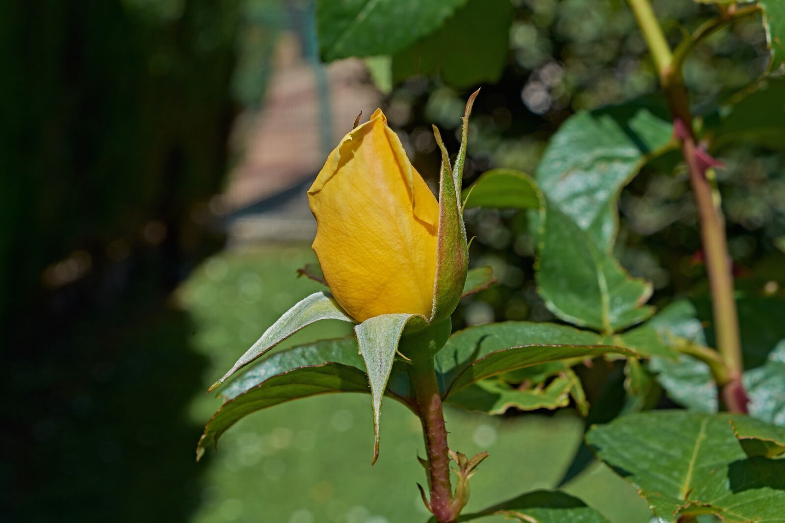 Nikon D7200 sample photo. Yellow rose, petals, romantic photography