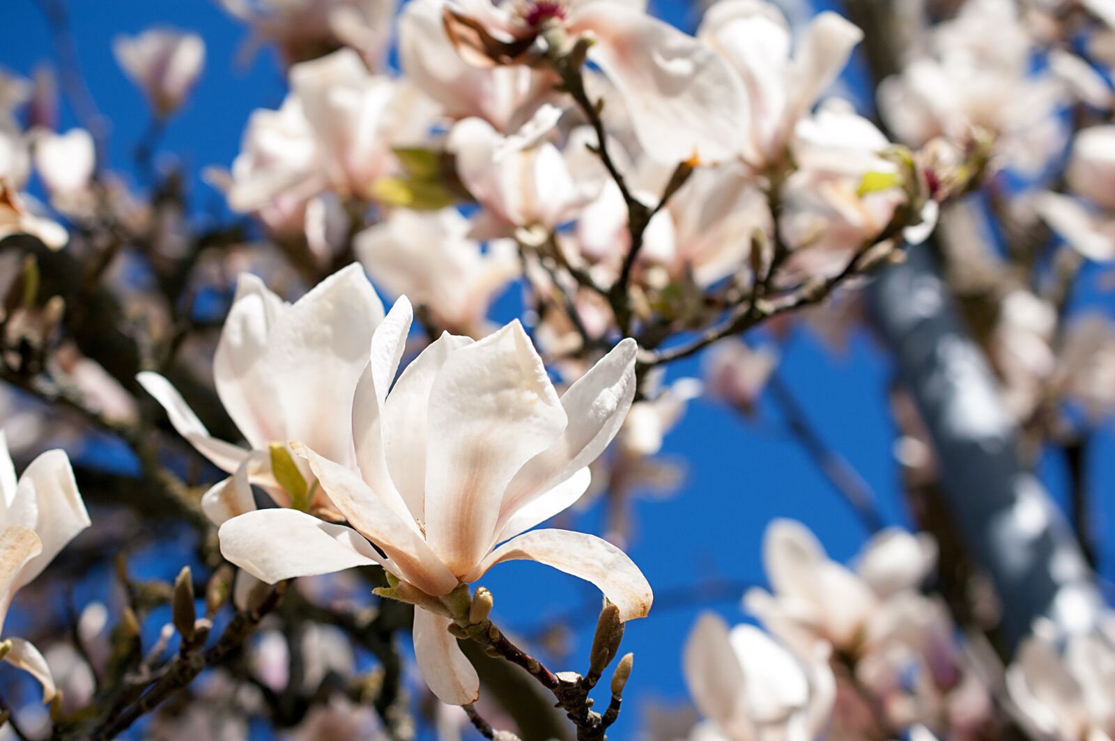 Nikon D50 sample photo. Spring, tulip tree, white photography