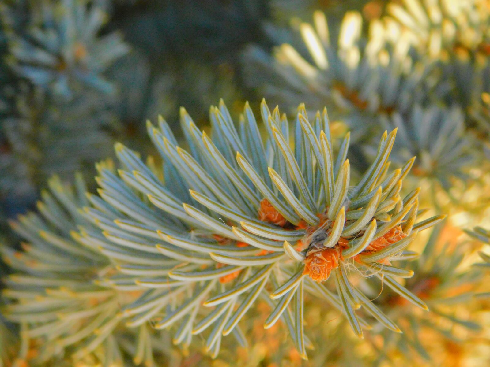 Nikon Coolpix B500 sample photo. Pine, close-up view, macro photography