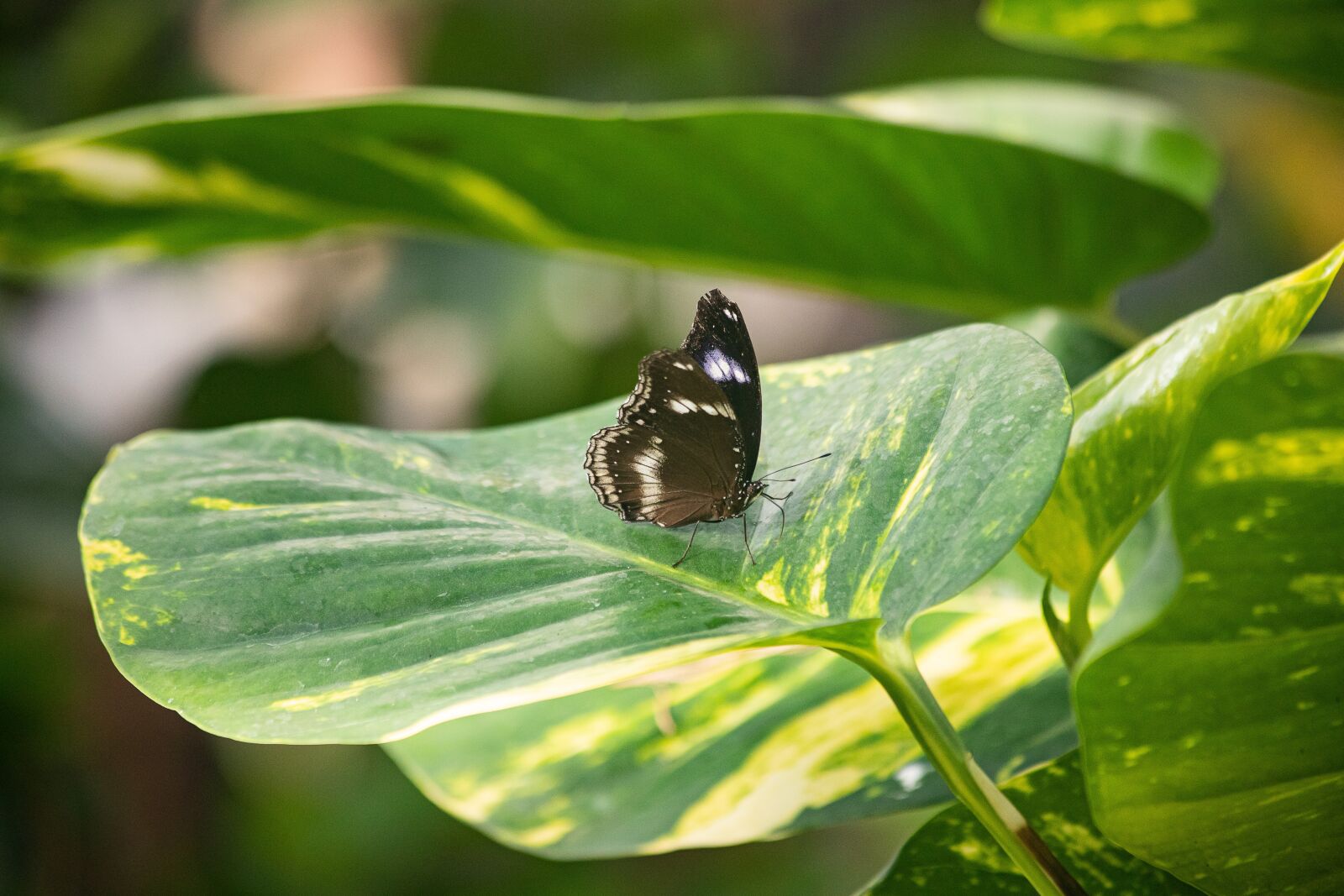 Canon EF 70-300mm F4-5.6 IS USM sample photo. Butterfly, insect, animal photography