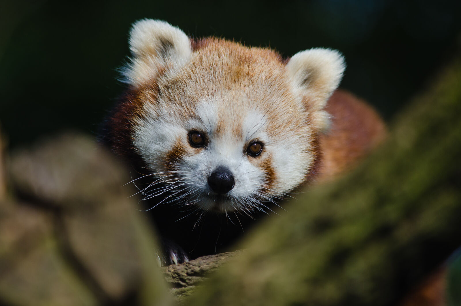 Nikon D7000 + Sigma APO Tele Macro 300mm F4 sample photo