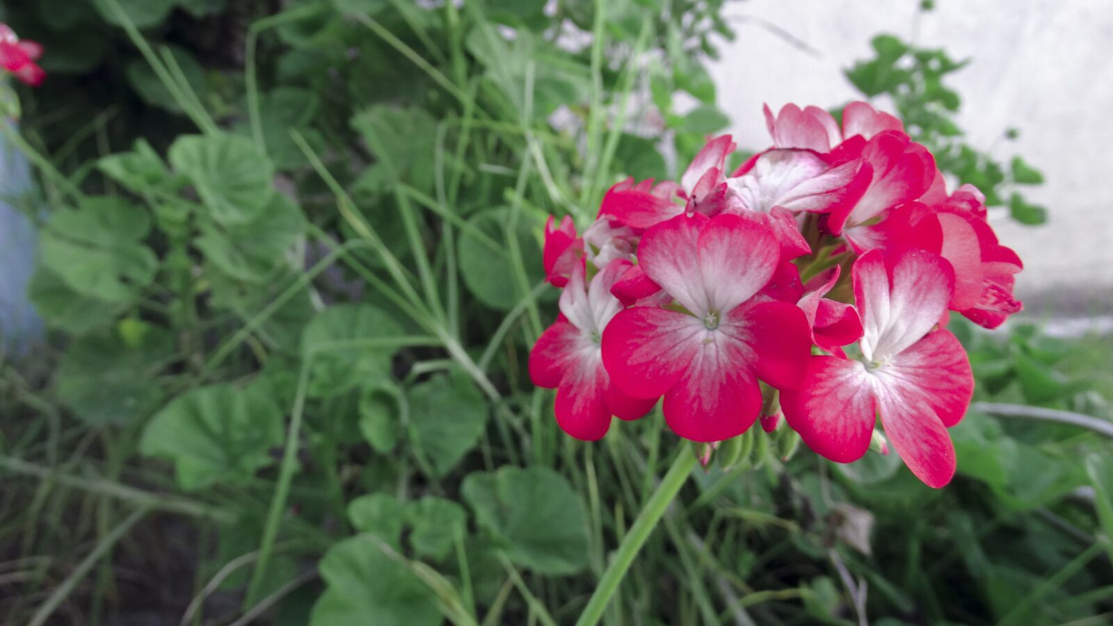 Sony Cyber-shot DSC-HX300 sample photo. Flower, green, red photography