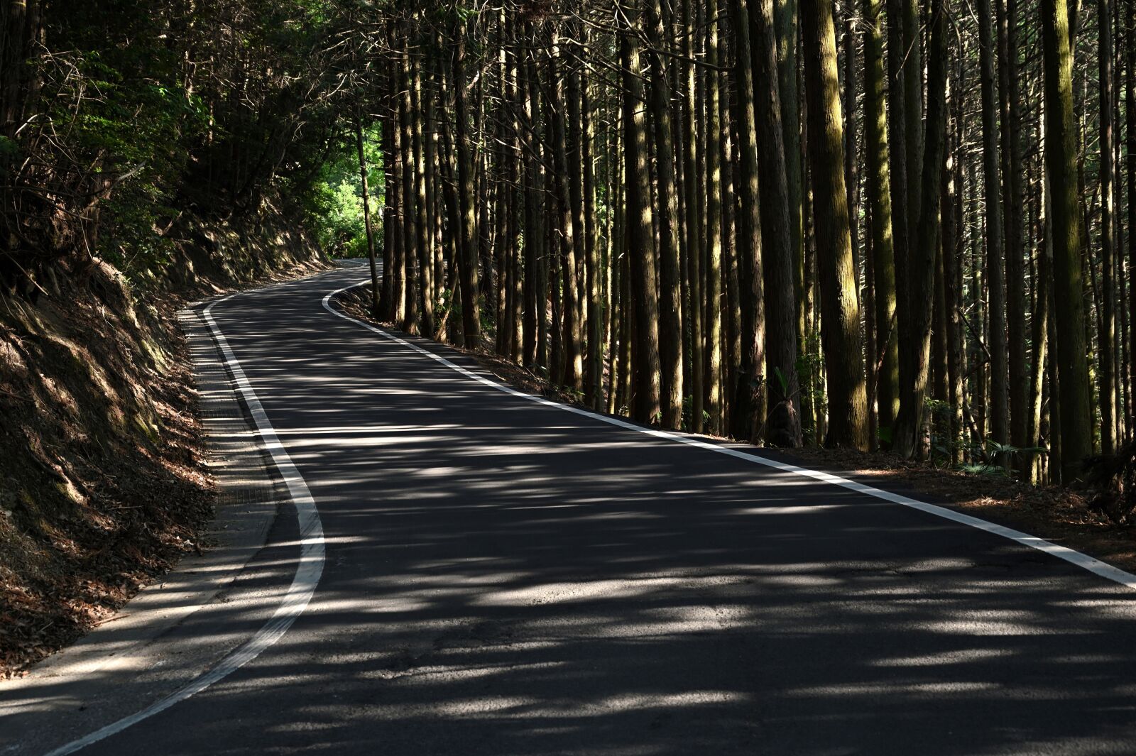 Nikon Z6 + Nikon Nikkor Z 24-70mm F4 S sample photo. Woods, road, landscape photography